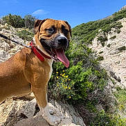 Esco participe au concours pour gagner de l'argent avec cette photo : dog, animal, outdoor, nature, rock, greenery, flower, collar, pet, sunny, sky, tongue, happy, mammal, canine, landscape, hiking, summer, daytime, leash