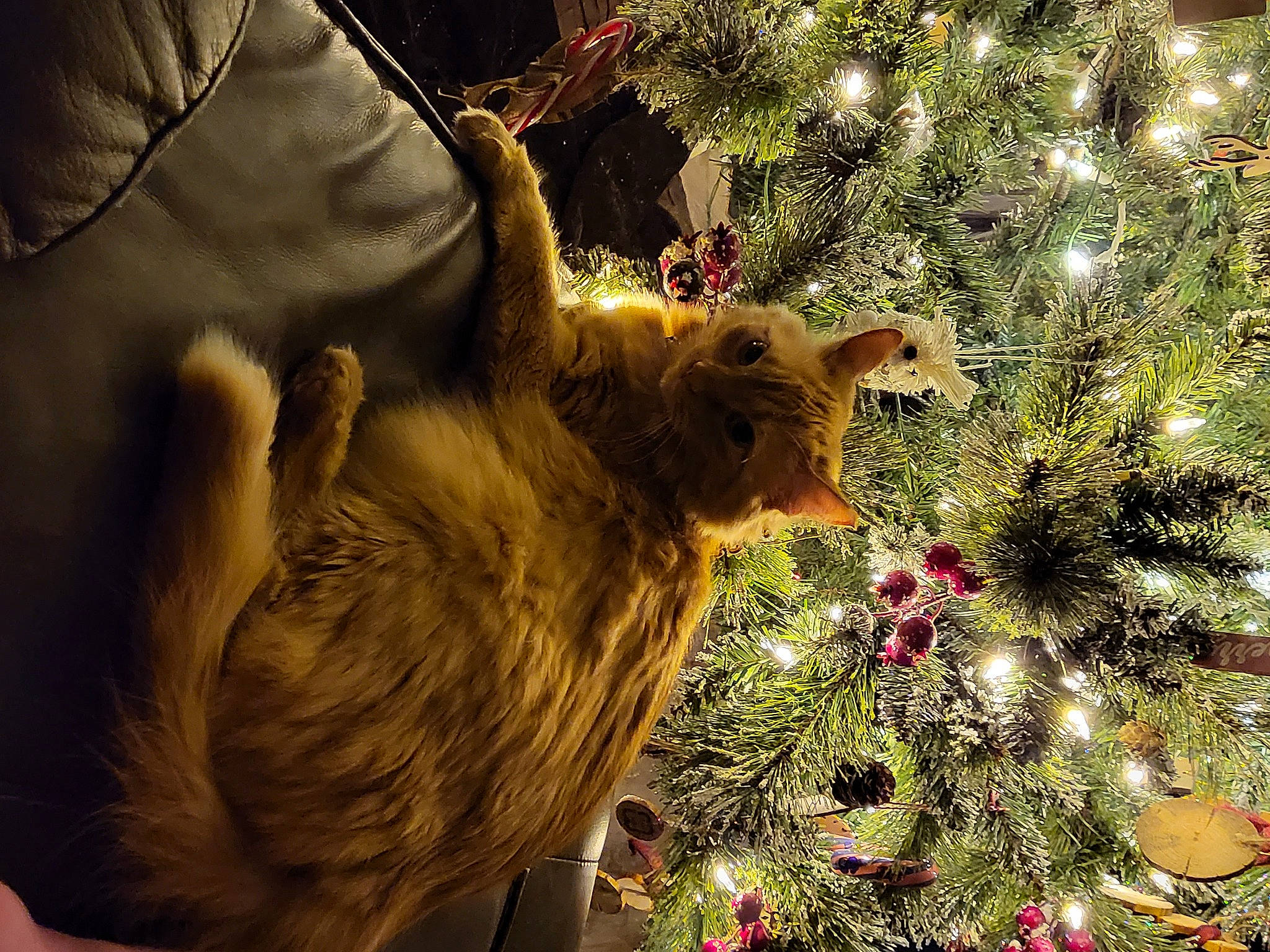 Princess joined the competition — help win amazing prizes! branch, carnivore, cat, christmas, christmas_decoration, christmas_ornament, christmas_tree, event, evergreen, fawn, felidae, grass, holiday, holiday_ornament, organism, ornament, small_to_medium_sized_cats, tree, whiskers, wood