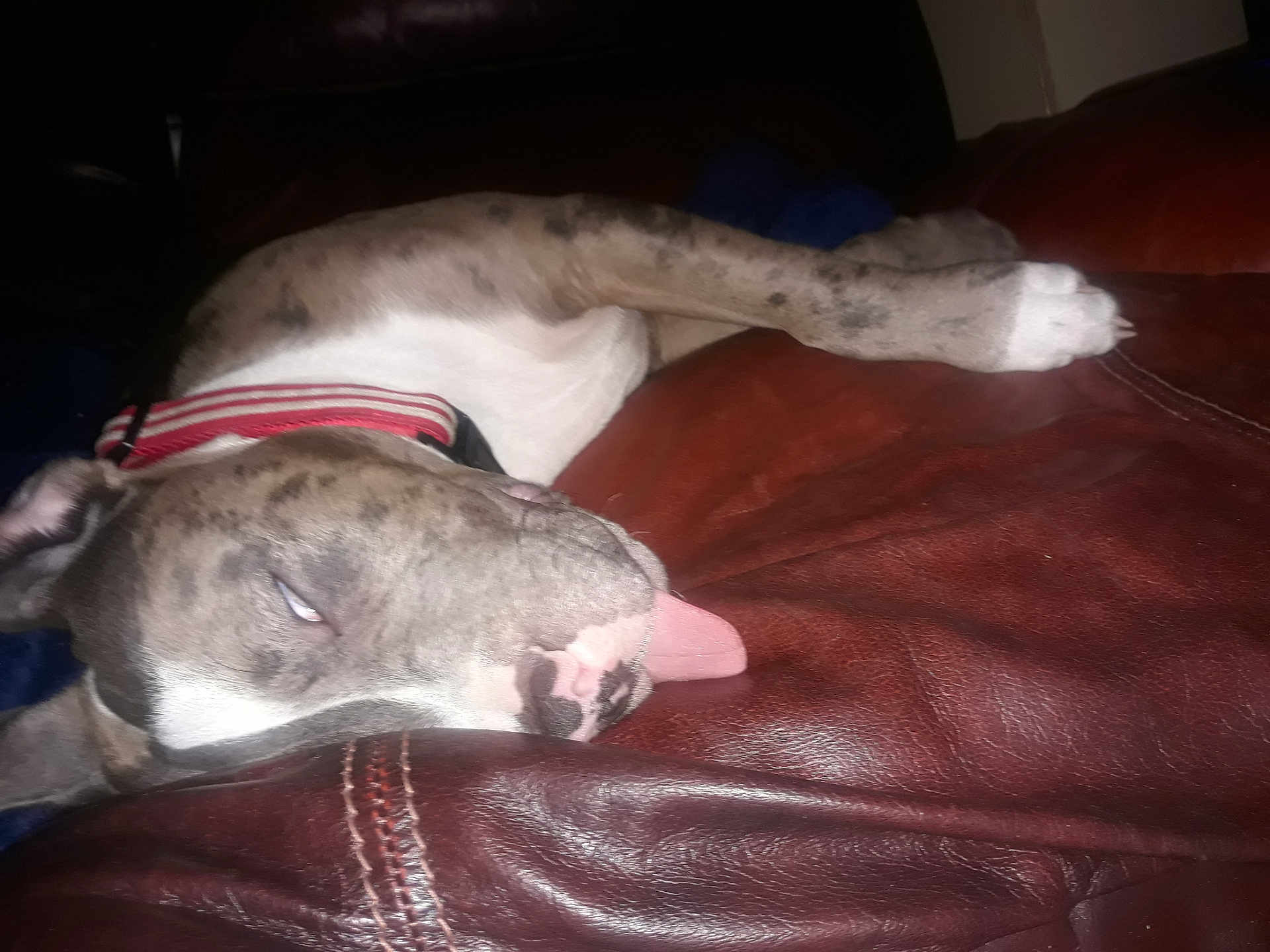 Chunky Munky is registered to the contest to win money with this photo: dog, sleeping, tongue_out, brindle, collar, couch, leather, pet, paw, muzzle, sleepy, domestic_animal, indoor, close_up, portrait, fur, whiskers, relaxed, resting, flash_lighting