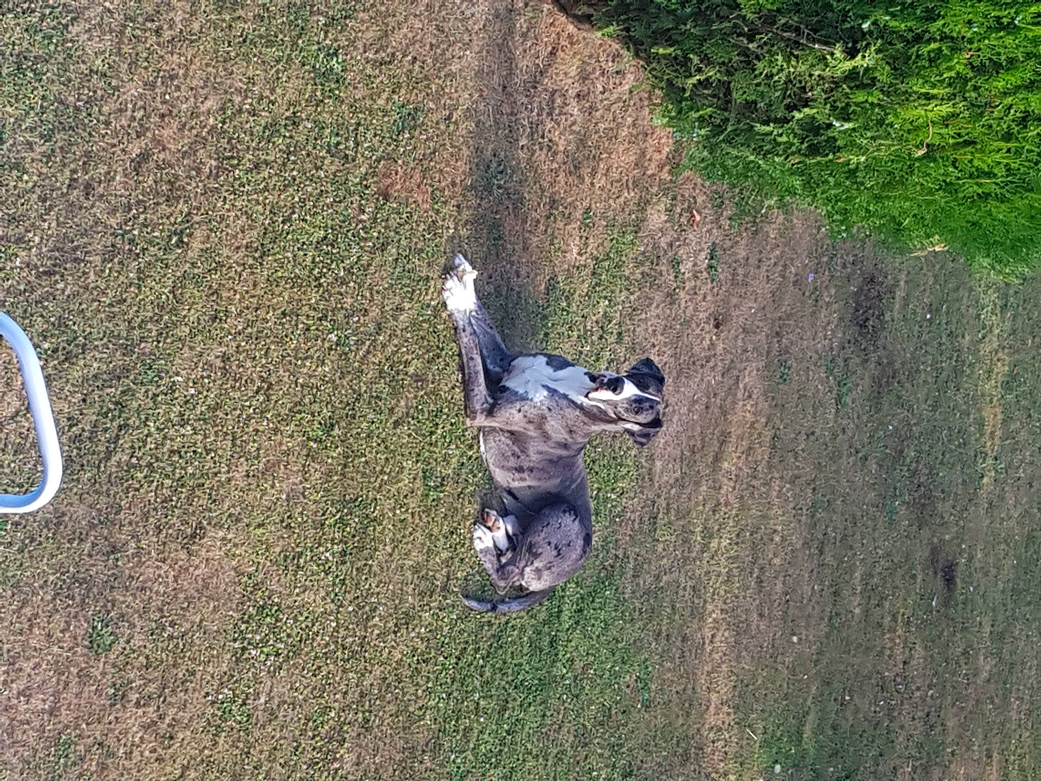 Nache a rejoint le concours — aidez-le/la à gagner de superbes lots ! asphalt, canidae, dog_breed, fun, grass, grass_family, grassland, landscape, lawn, leisure, people_in_nature, plant, recreation, shadow, shrub, slope, soil, sporting_group, tree, trunk