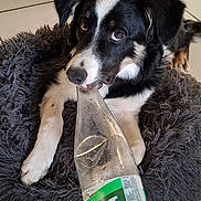 Alya participe au concours pour gagner de l'argent avec cette photo : animal, bed, black_and_white, canine, cute, dog, domestic, ears, floor, fluffy, fur, indoor, looking_up, mouth, pet, plastic_bottle, playful, resting, tile, toy