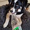 animal, bed, black_and_white, canine, cute, dog, domestic, ears, floor, fluffy, fur, indoor, looking_up, mouth, pet, plastic_bottle, playful, resting, tile, toy
