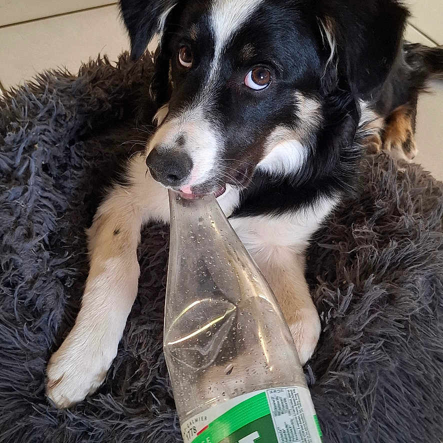 Alya participe au concours pour gagner de l'argent avec cette photo : animal, bed, black_and_white, canine, cute, dog, domestic, ears, floor, fluffy, fur, indoor, looking_up, mouth, pet, plastic_bottle, playful, resting, tile, toy