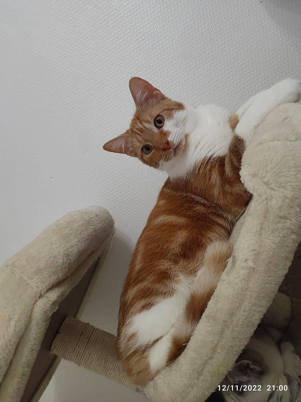 Natsu participe au concours pour gagner de l'argent avec cette photo : carnivore, cat, claw, comfort, devon_rex, domestic_short_haired_cat, ear, fawn, felidae, fur, paw, room, small_to_medium_sized_cats, snout, tail, terrestrial_animal, whiskers, wood