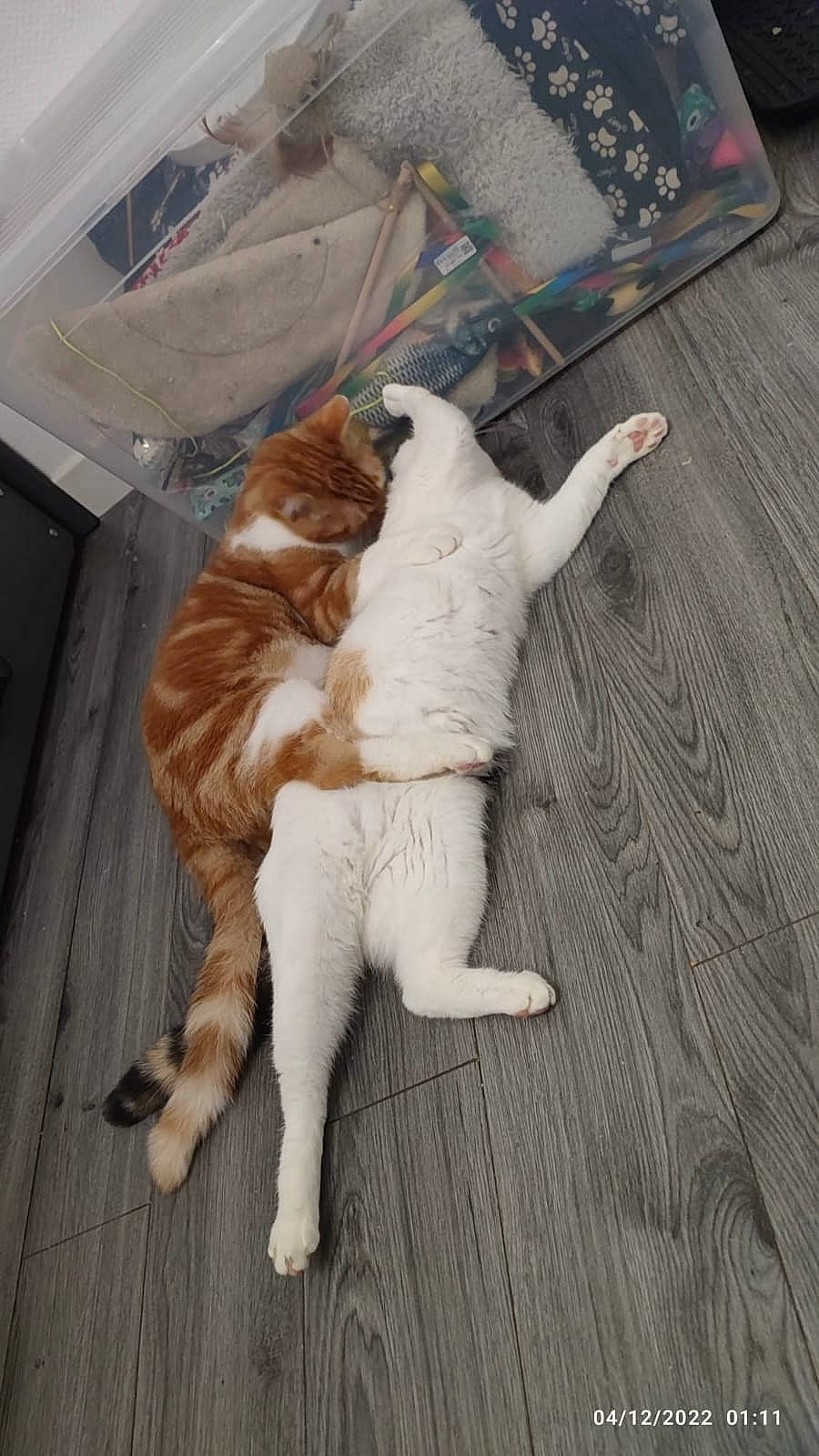 Natsu participe au concours pour gagner de l'argent avec cette photo : brown, canidae, carnivore, cat, comfort, companion_dog, dog_breed, domestic_short_haired_cat, fawn, felidae, floor, flooring, fur, hardwood, paw, small_to_medium_sized_cats, sporting_group, tail, whiskers, wood