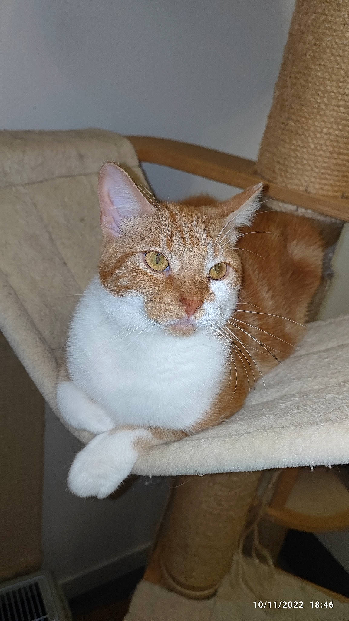 Natsu participe au concours pour gagner de l'argent avec cette photo : beige, carnivore, cat, cat_furniture, cat_supply, chair, couch, domestic_short_haired_cat, eye, fawn, felidae, fur, hardwood, pet_supply, small_to_medium_sized_cats, snout, tail, whiskers, window, wood