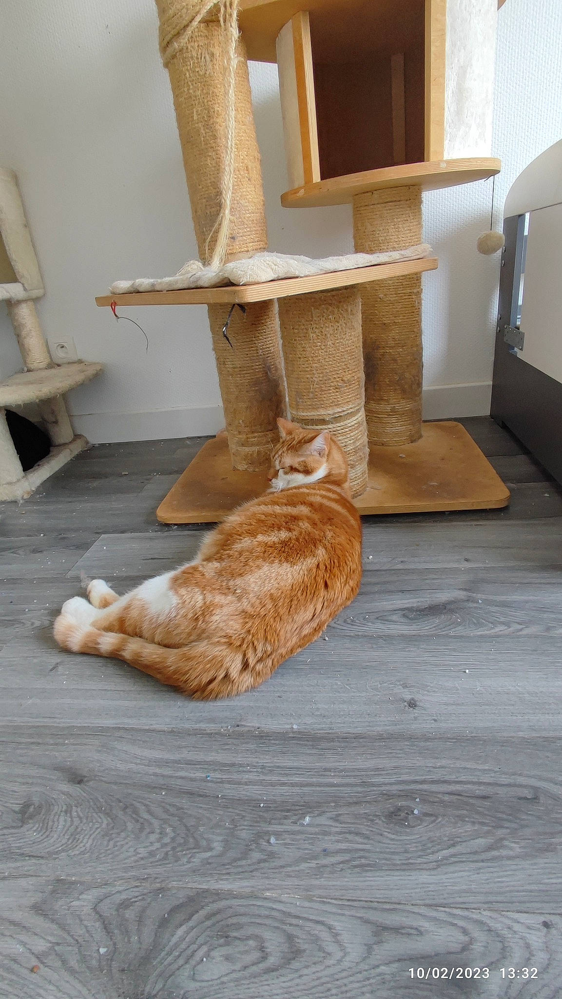 Natsu participe au concours pour gagner de l'argent avec cette photo : cabinetry, carnivore, cat, chair, chest_of_drawers, comfort, drawer, fawn, felidae, floor, flooring, furniture, grey, hardwood, small_to_medium_sized_cats, table, tail, whiskers, wood, wood_stain