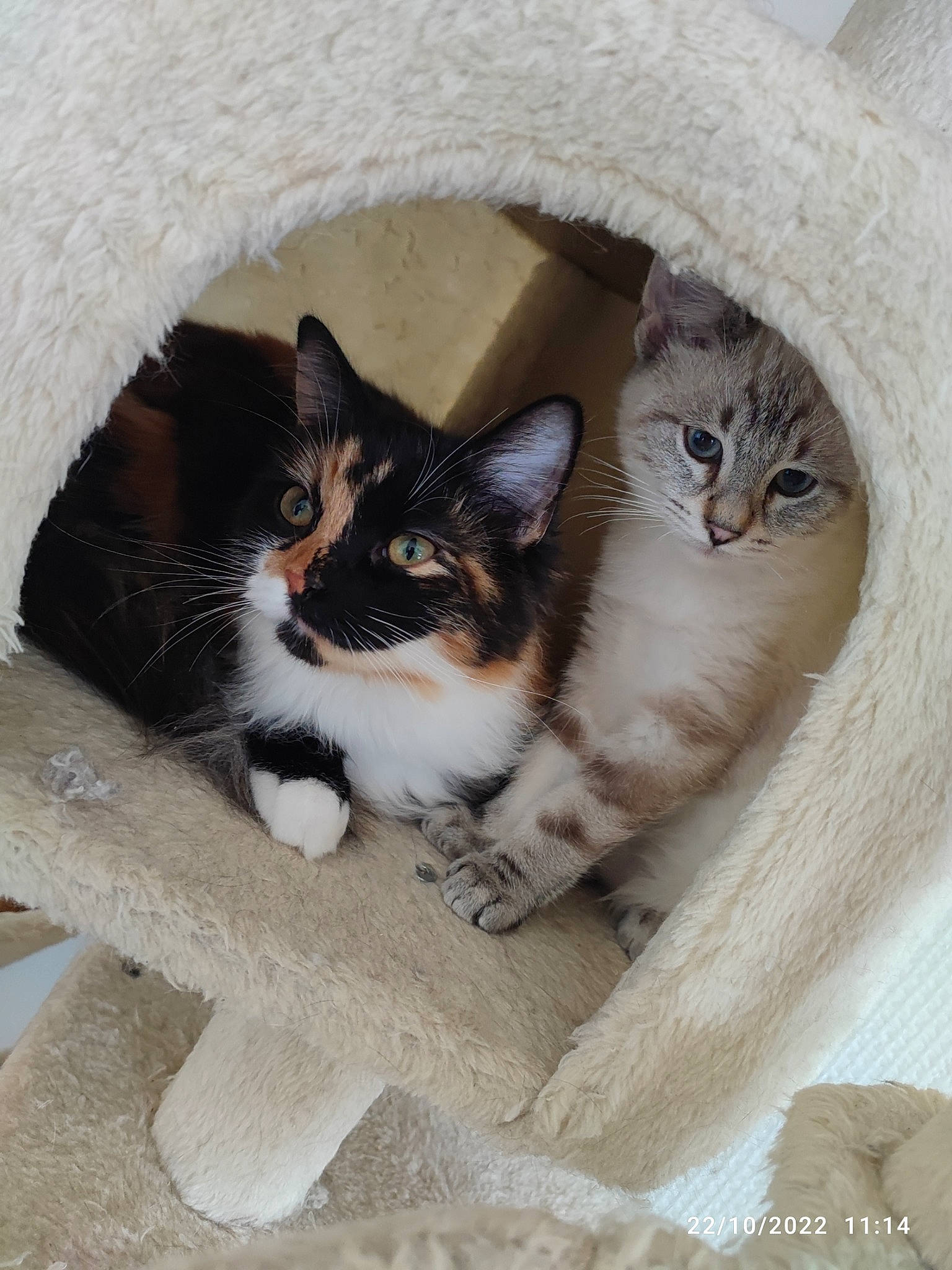 Céleste participe au concours pour gagner de l'argent avec cette photo : box, carnivore, cat, cat_supply, comfort, domestic_short_haired_cat, door, felidae, fur, grey, mammal, paw, pet_supply, small_to_medium_sized_cats, snout, tail, vertebrate, whiskers, window, wood