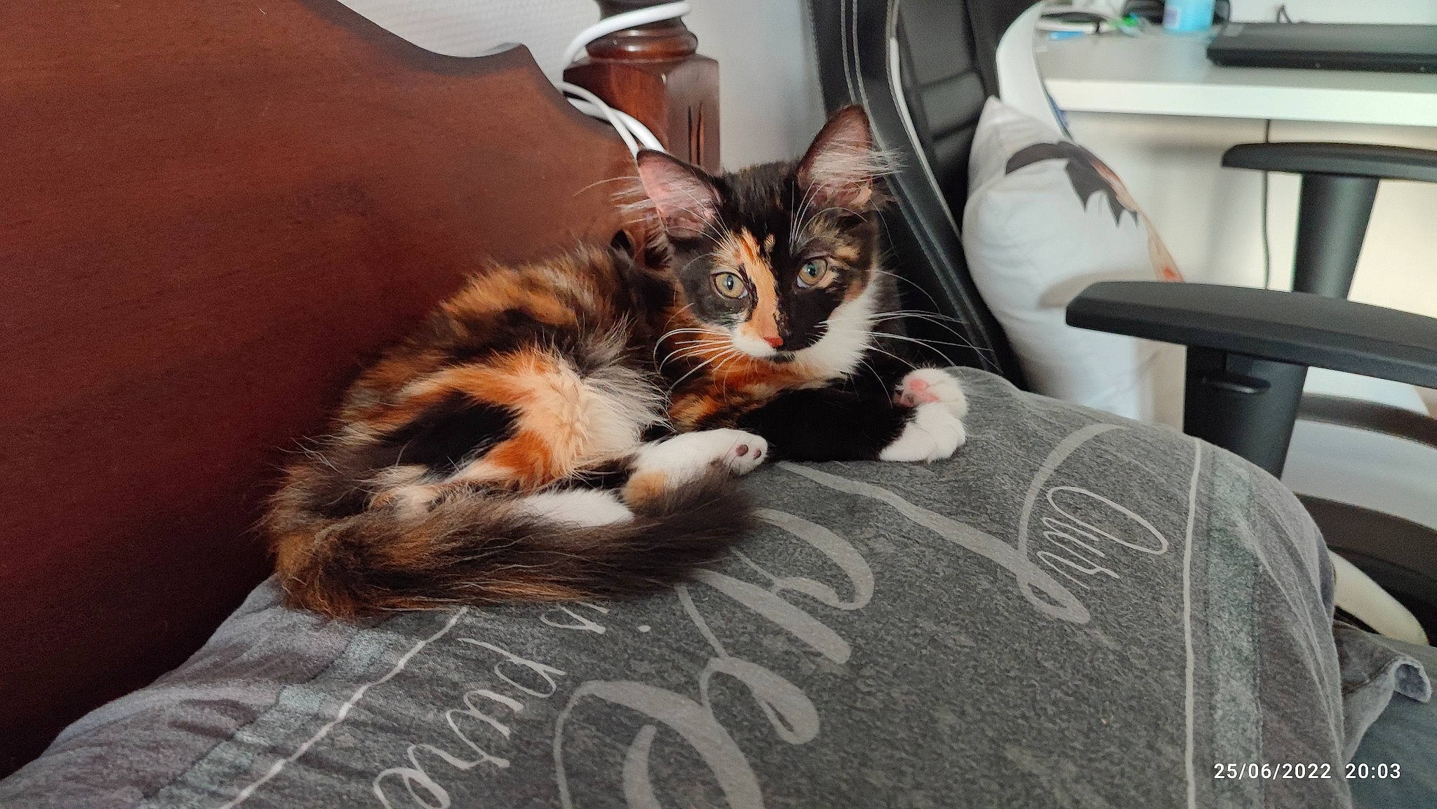 Céleste participe au concours pour gagner de l'argent avec cette photo : bed, bedding, carnivore, cat, claw, comfort, domestic_short_haired_cat, felidae, flooring, fur, lap, linens, paw, room, sitting, small_to_medium_sized_cats, tail, whiskers