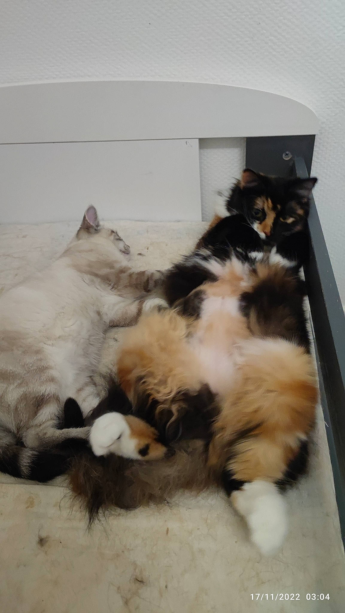 Céleste participe au concours pour gagner de l'argent avec cette photo : canidae, carnivore, cat, claw, comfort, companion_dog, dog_breed, felidae, flooring, fur, nap, paw, room, small_to_medium_sized_cats, sporting_group, tail, terrestrial_animal, whiskers