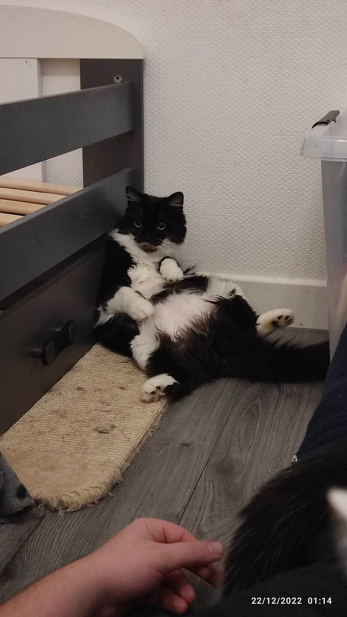 Mira a rejoint le concours — aidez-le/la à gagner de superbes lots ! canidae, carnivore, cat, comfort, domestic_short_haired_cat, felidae, floor, flooring, fur, grey, hardwood, human_leg, monochrome, monochrome_photography, room, sitting, small_to_medium_sized_cats, tail, whiskers, wood