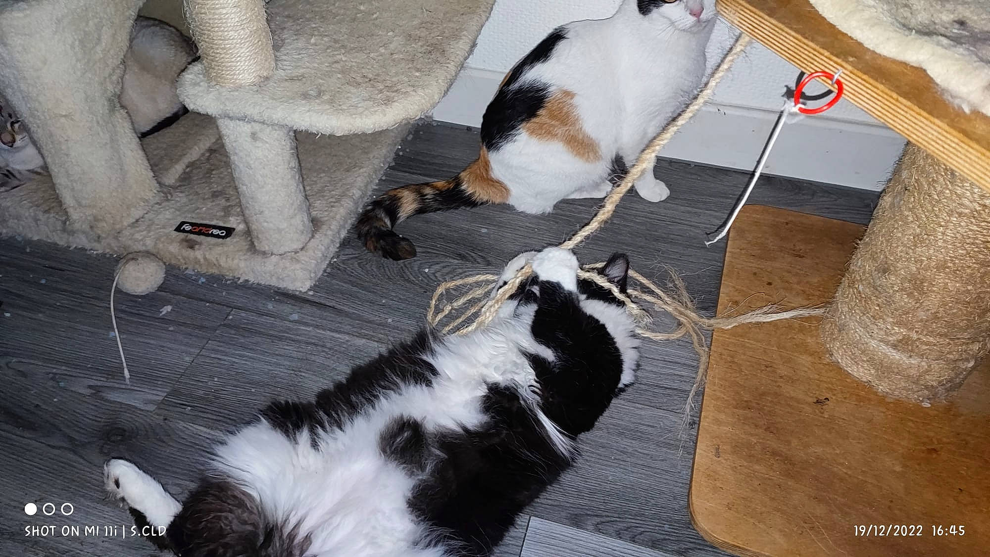 Mira participe au concours pour gagner de l'argent avec cette photo : canidae, carnivore, cat, chair, companion_dog, dog_breed, felidae, floor, flooring, fur, hardwood, mammal, small_to_medium_sized_cats, snout, sporting_group, tail, vertebrate, whiskers, white, wood