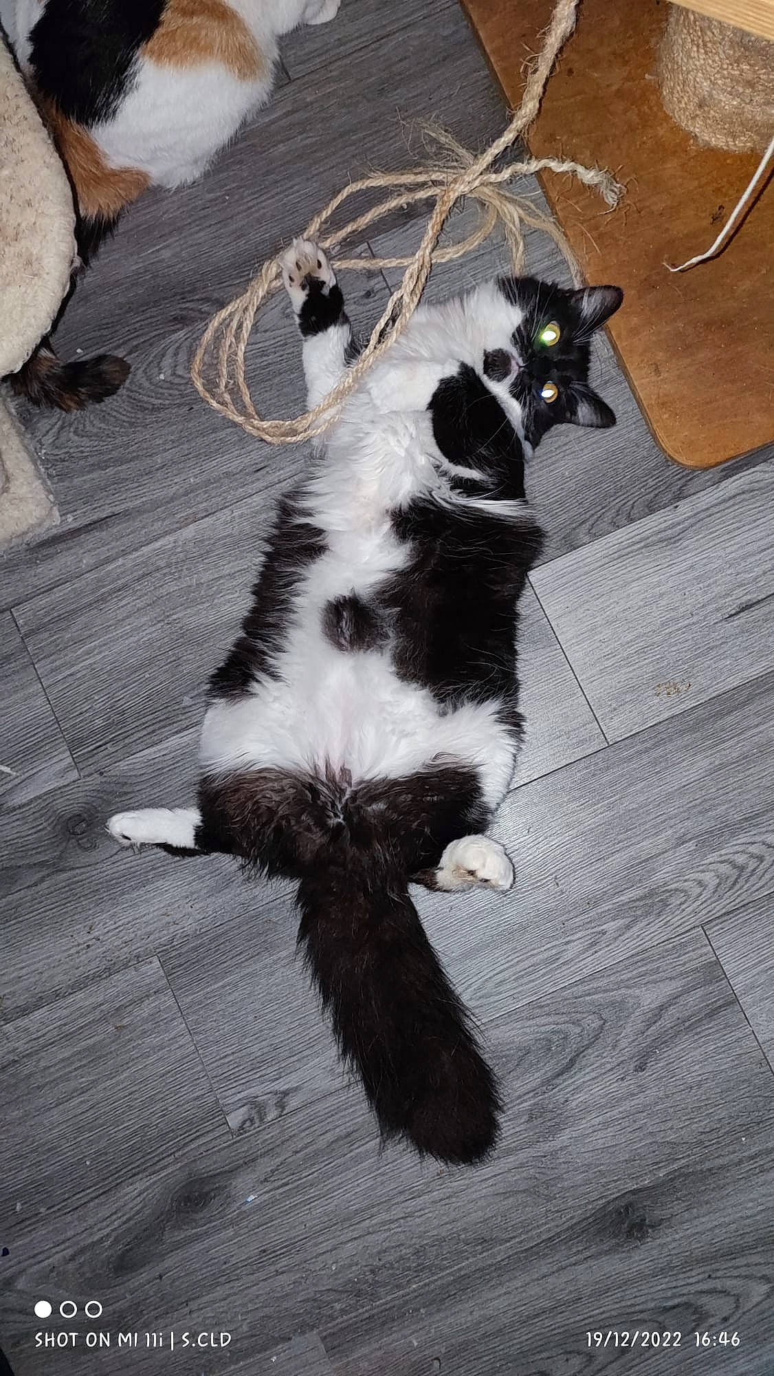 Mira a rejoint le concours — aidez-le/la à gagner de superbes lots ! carnivore, cat, claw, dog_breed, domestic_short_haired_cat, felidae, floor, flooring, fur, mammal, monochrome_photography, paw, shadow, small_to_medium_sized_cats, snout, tail, terrestrial_animal, vertebrate, whiskers, wood