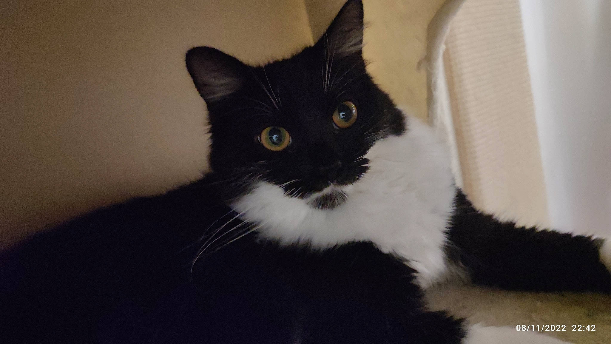 Mira participe au concours pour gagner de l'argent avec cette photo : carnivore, cat, comfort, domestic_short_haired_cat, felidae, fur, monochrome_photography, paw, small_to_medium_sized_cats, snout, stairs, tail, tree, whiskers, window