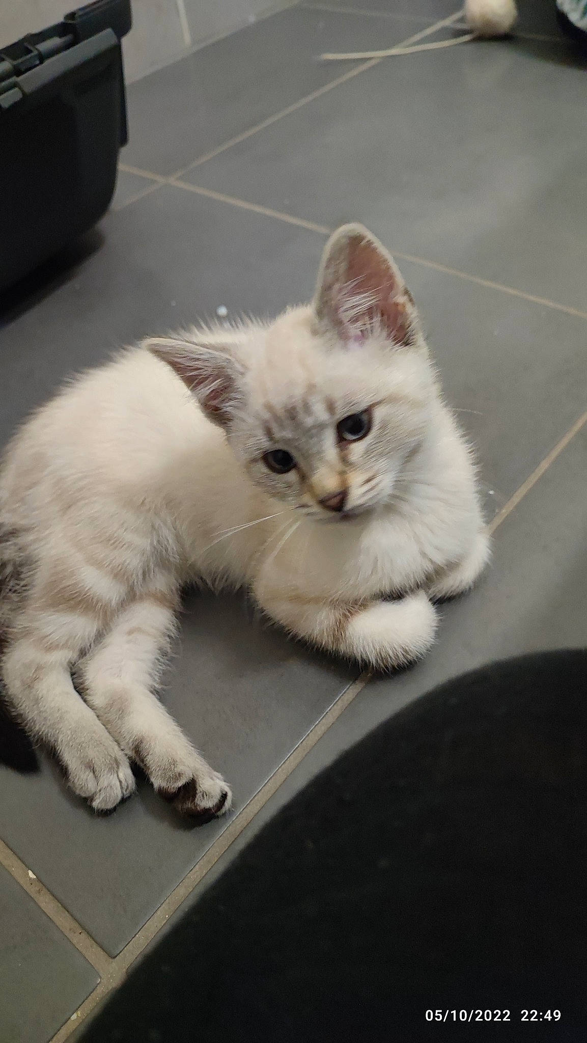 Kirua participe au concours pour gagner de l'argent avec cette photo : carnivore, cat, claw, comfort, computer_keyboard, domestic_short_haired_cat, felidae, flooring, fur, paw, small_to_medium_sized_cats, snout, tail, whiskers