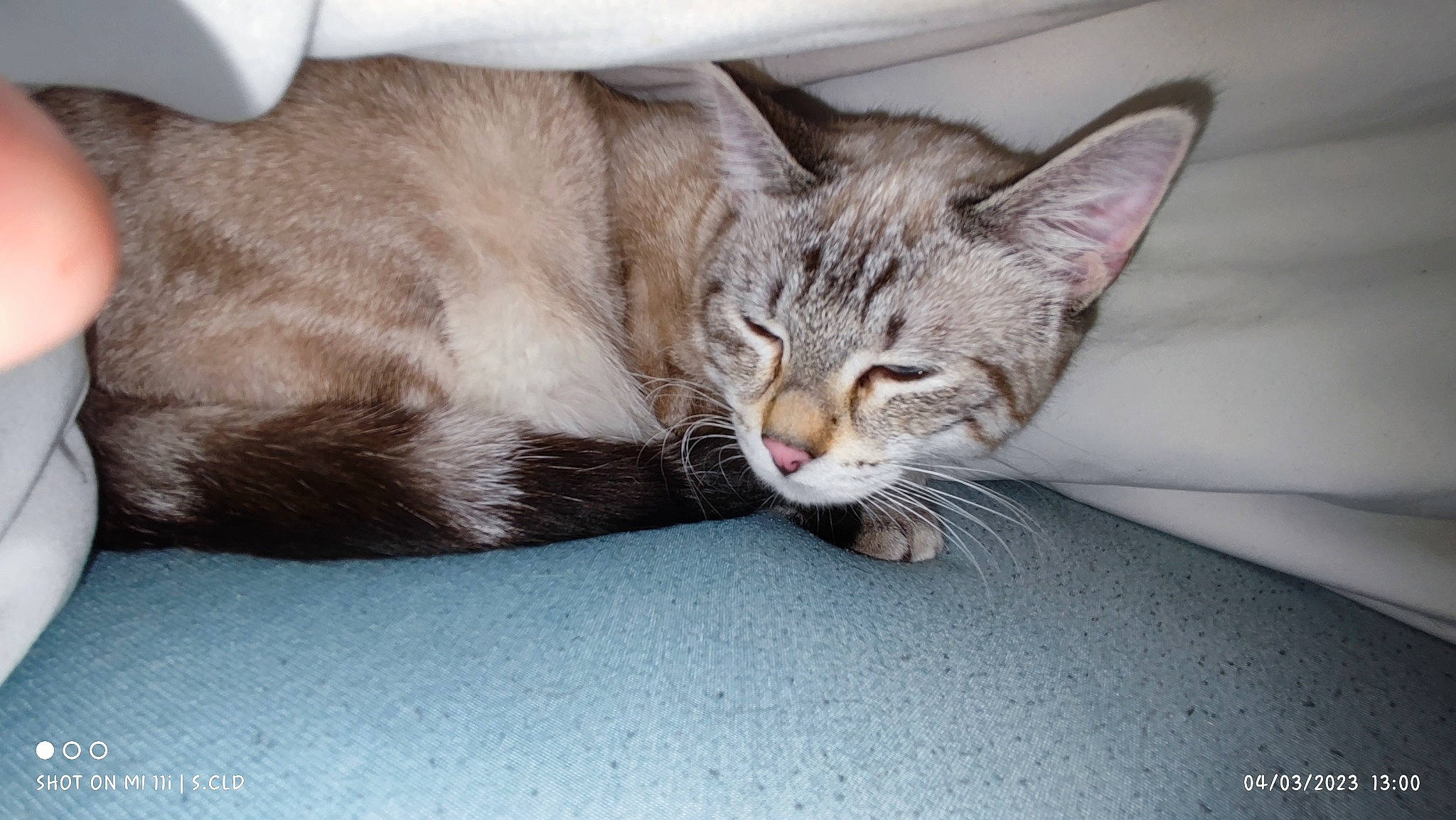 Kirua participe au concours pour gagner de l'argent avec cette photo : carnivore, cat, cat_supply, claw, comfort, domestic_short_haired_cat, fawn, felidae, fur, nap, paw, small_to_medium_sized_cats, snout, tail, whiskers