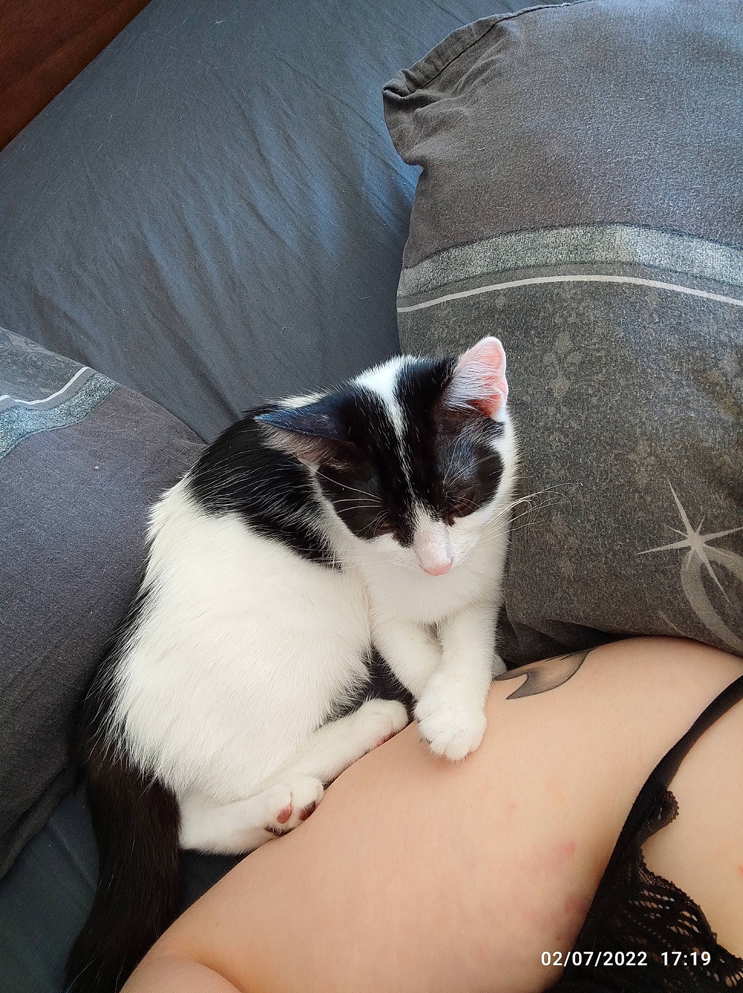 Lucy participe au concours pour gagner de l'argent avec cette photo : carnivore, cat, claw, comfort, domestic_short_haired_cat, elbow, felidae, foot, fur, human_leg, lap, linens, nap, paw, sitting, small_to_medium_sized_cats, snout, tail, thigh, whiskers