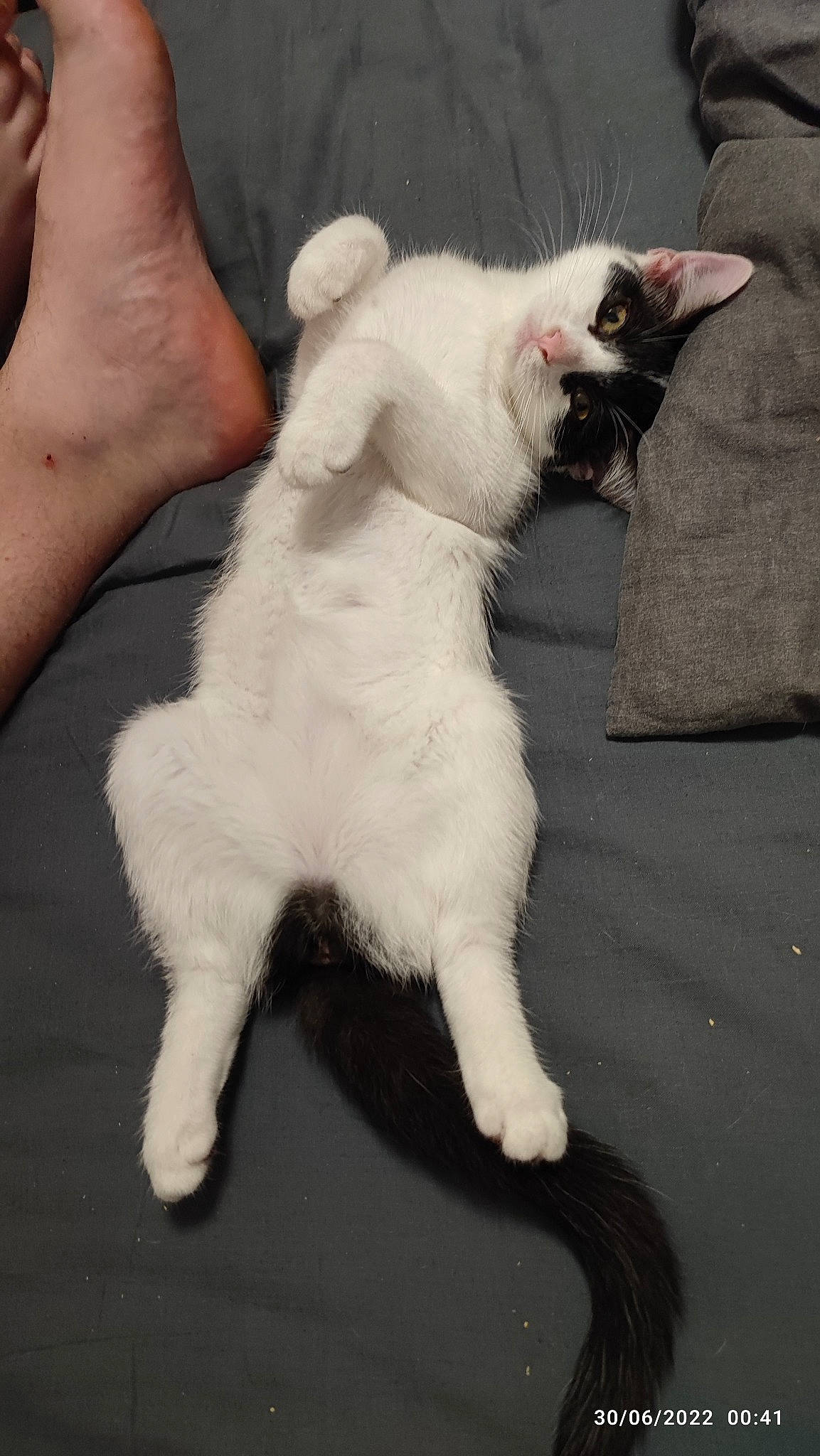 Lucy participe au concours pour gagner de l'argent avec cette photo : canidae, carnivore, cat, claw, comfort, companion_dog, dog_breed, domestic_short_haired_cat, fang, felidae, foot, fur, gesture, nail, paw, small_to_medium_sized_cats, tail, thumb, whiskers