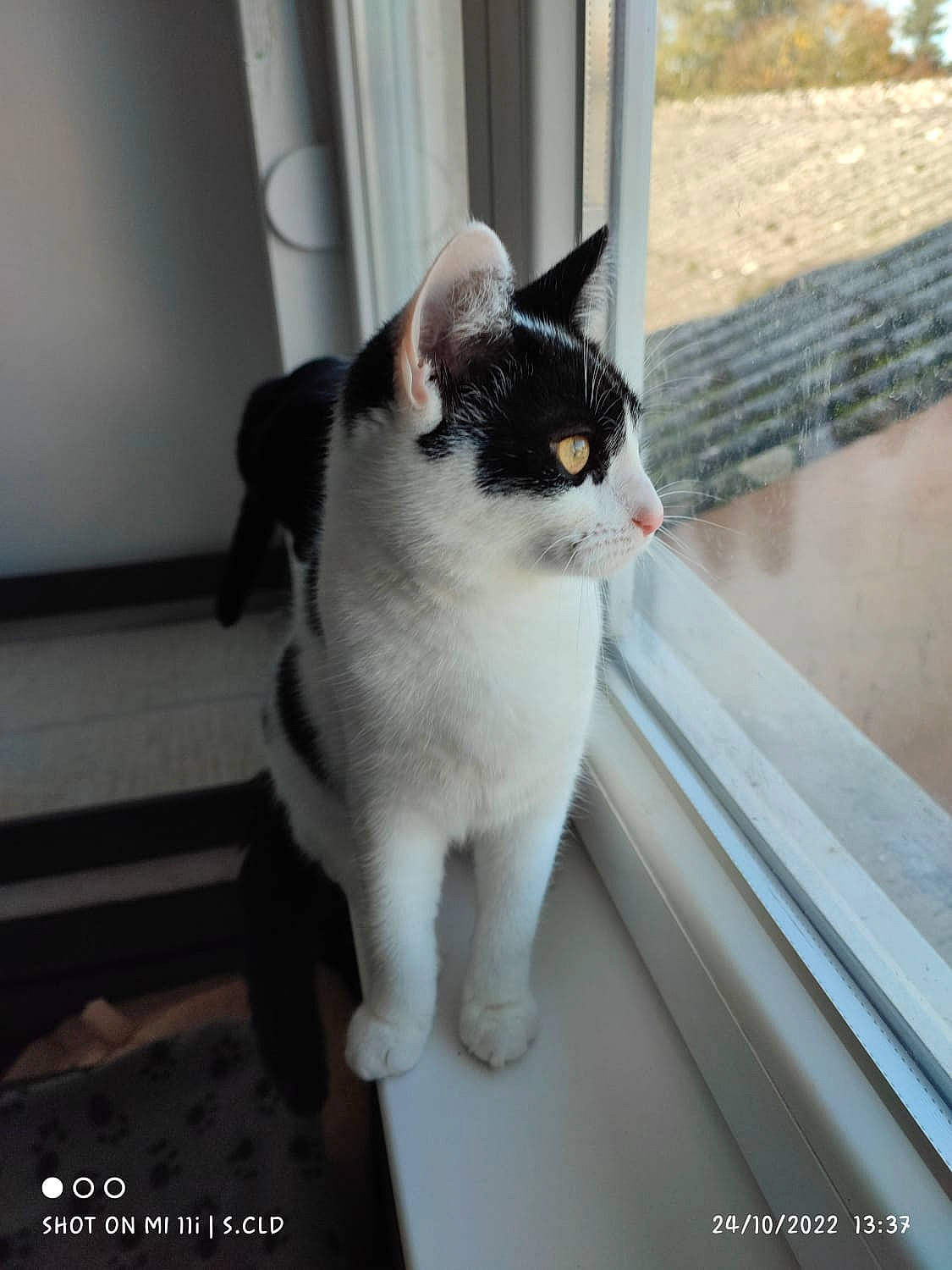 Lucy a rejoint le concours — aidez-le/la à gagner de superbes lots ! carnivore, cat, domestic_short_haired_cat, felidae, fixture, fur, grey, monochrome_photography, small_to_medium_sized_cats, snout, tail, tree, whiskers, window