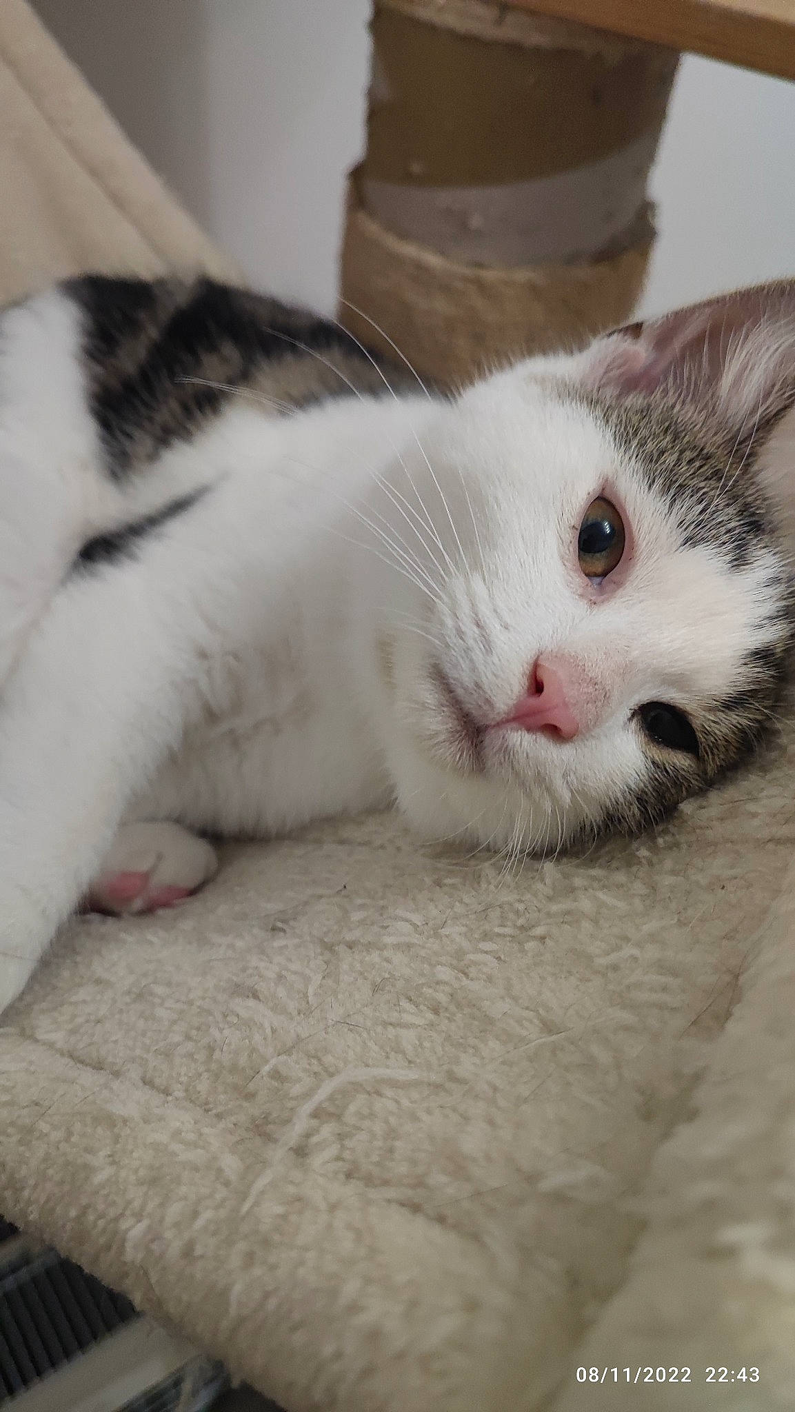 Gon participe au concours pour gagner de l'argent avec cette photo : carnivore, cat, comfort, domestic_short_haired_cat, eye, eyelash, felidae, fur, head, nap, paw, small_to_medium_sized_cats, snout, terrestrial_animal, whiskers