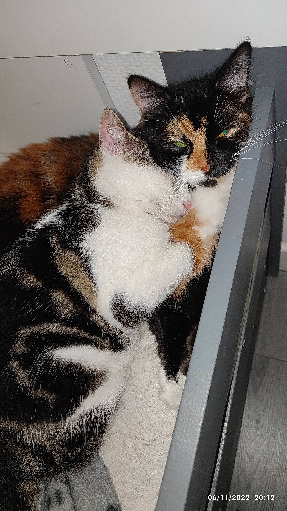 Gon a rejoint le concours — aidez-le/la à gagner de superbes lots ! carnivore, cat, domestic_short_haired_cat, felidae, fur, iris, paw, sitting, small_to_medium_sized_cats, snout, stairs, tail, terrestrial_animal, whiskers