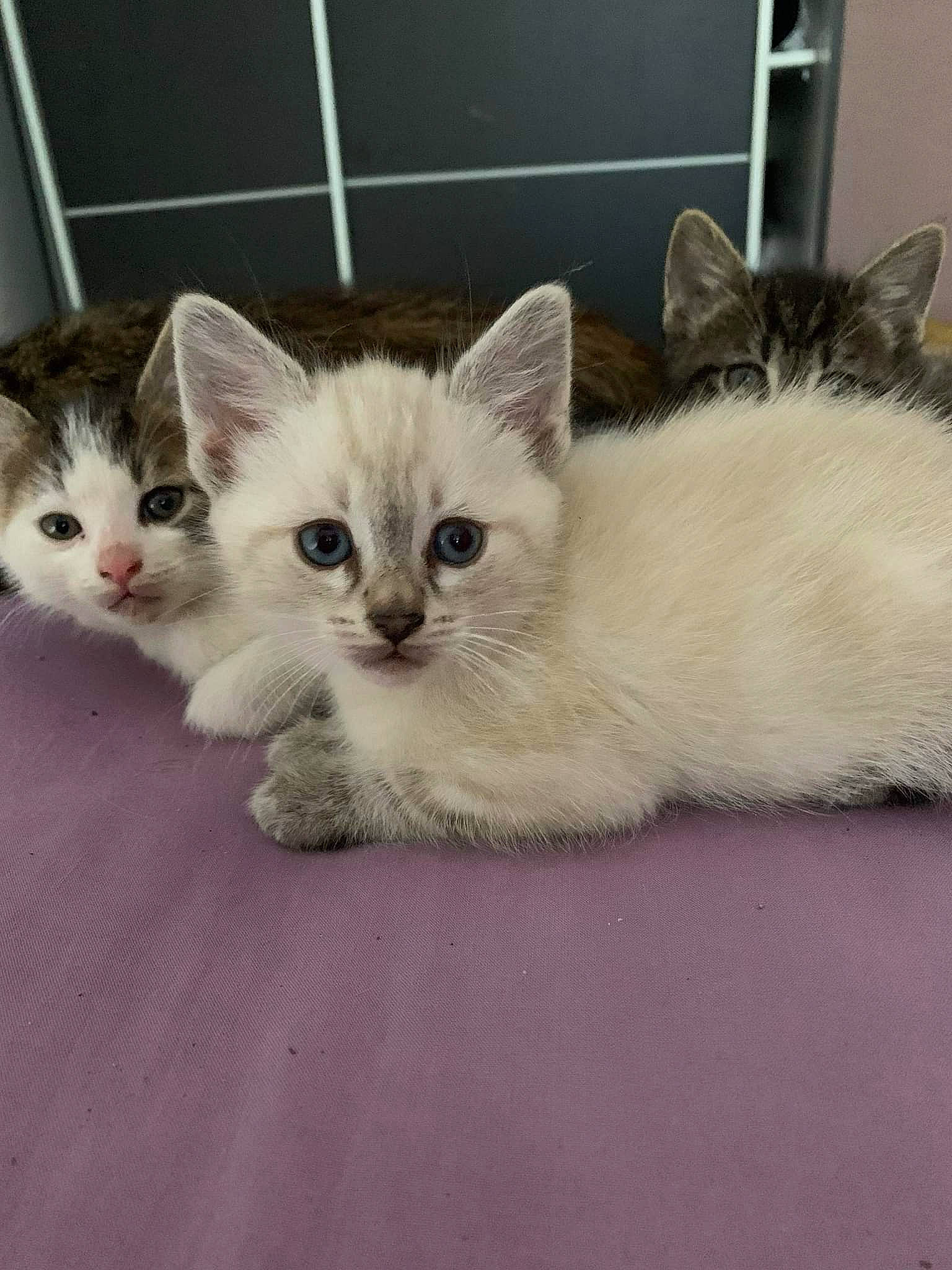 Gon participe au concours pour gagner de l'argent avec cette photo : box, carnivore, cat, cat_furniture, cat_supply, claw, comfort, domestic_short_haired_cat, fawn, felidae, fur, paw, photo_caption, shelf, small_to_medium_sized_cats, tail, whiskers