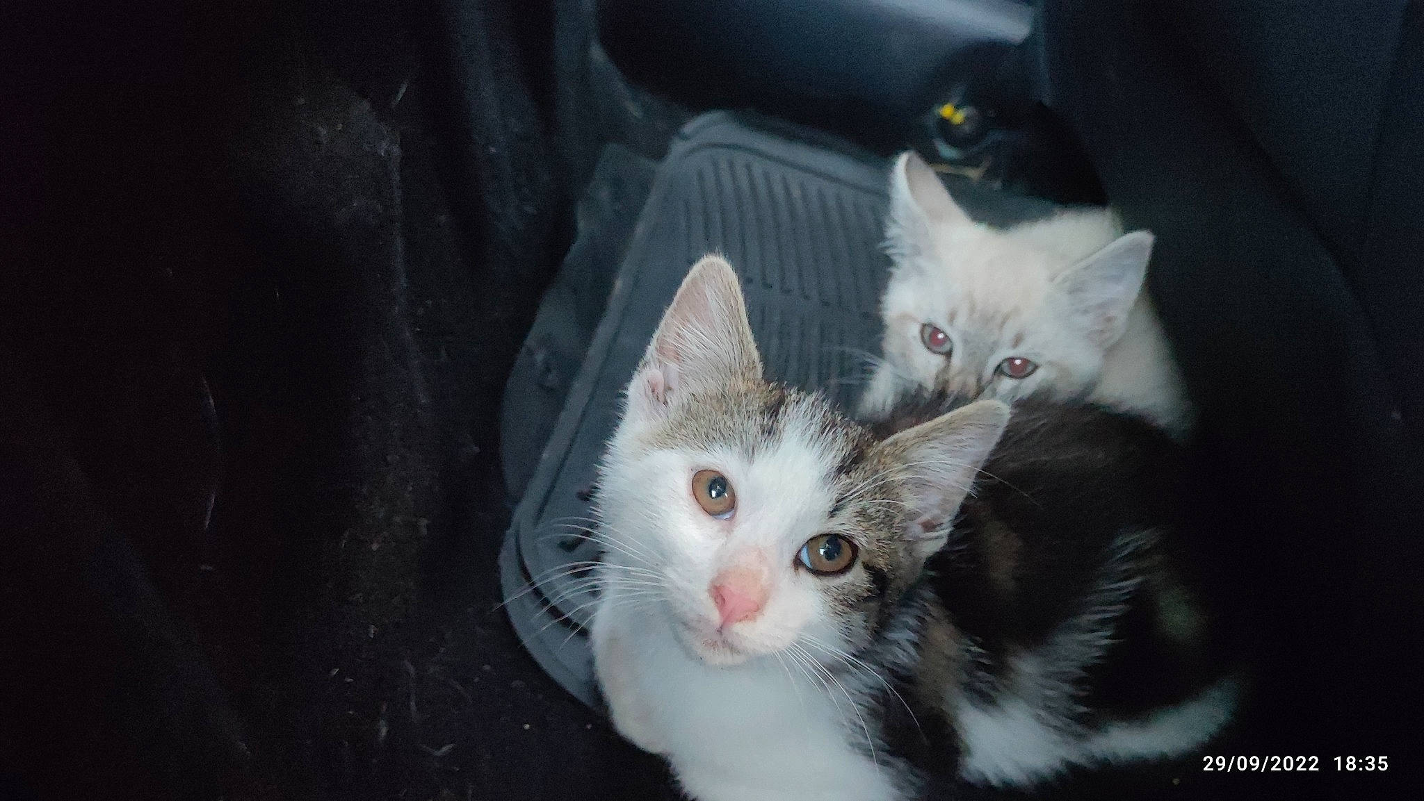 Gon participe au concours pour gagner de l'argent avec cette photo : carnivore, cat, domestic_short_haired_cat, eye, felidae, fur, head, paw, small_to_medium_sized_cats, snout, tail, tree, whiskers