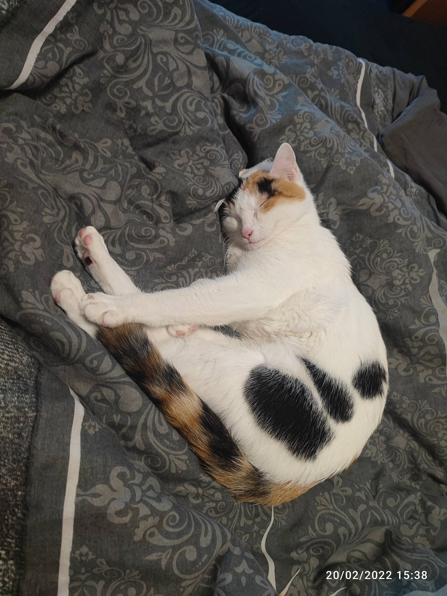 Mystik participe au concours pour gagner de l'argent avec cette photo : carnivore, cat, comfort, domestic_short_haired_cat, felidae, foot, fur, grey, paw, sitting, small_to_medium_sized_cats, snout, tail, terrestrial_animal, whiskers, wildlife