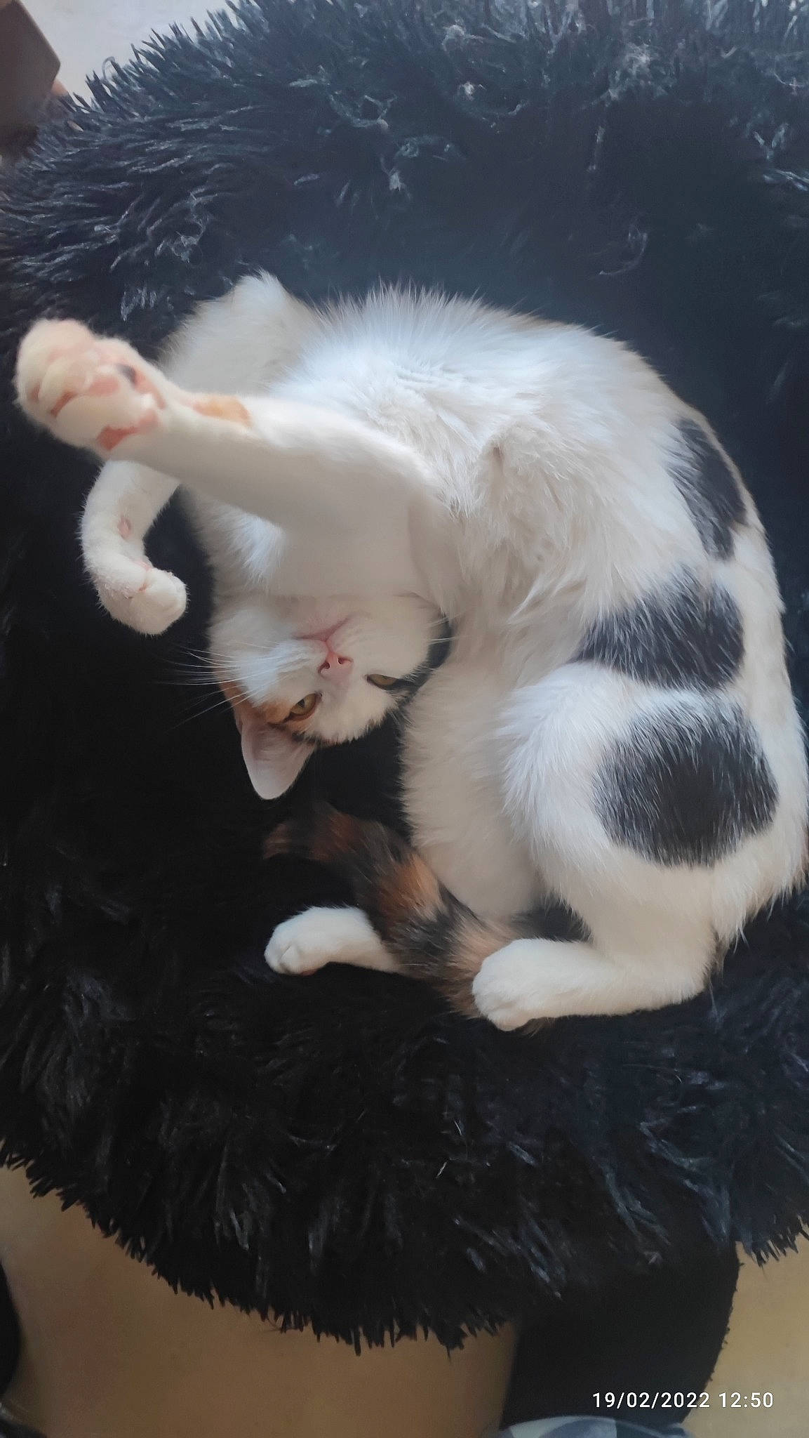 Mystik participe au concours pour gagner de l'argent avec cette photo : canidae, carnivore, cat, claw, companion_dog, dog_breed, domestic_short_haired_cat, ear, event, fang, fawn, felidae, fur, gesture, nap, paw, small_to_medium_sized_cats, snout, tail, whiskers