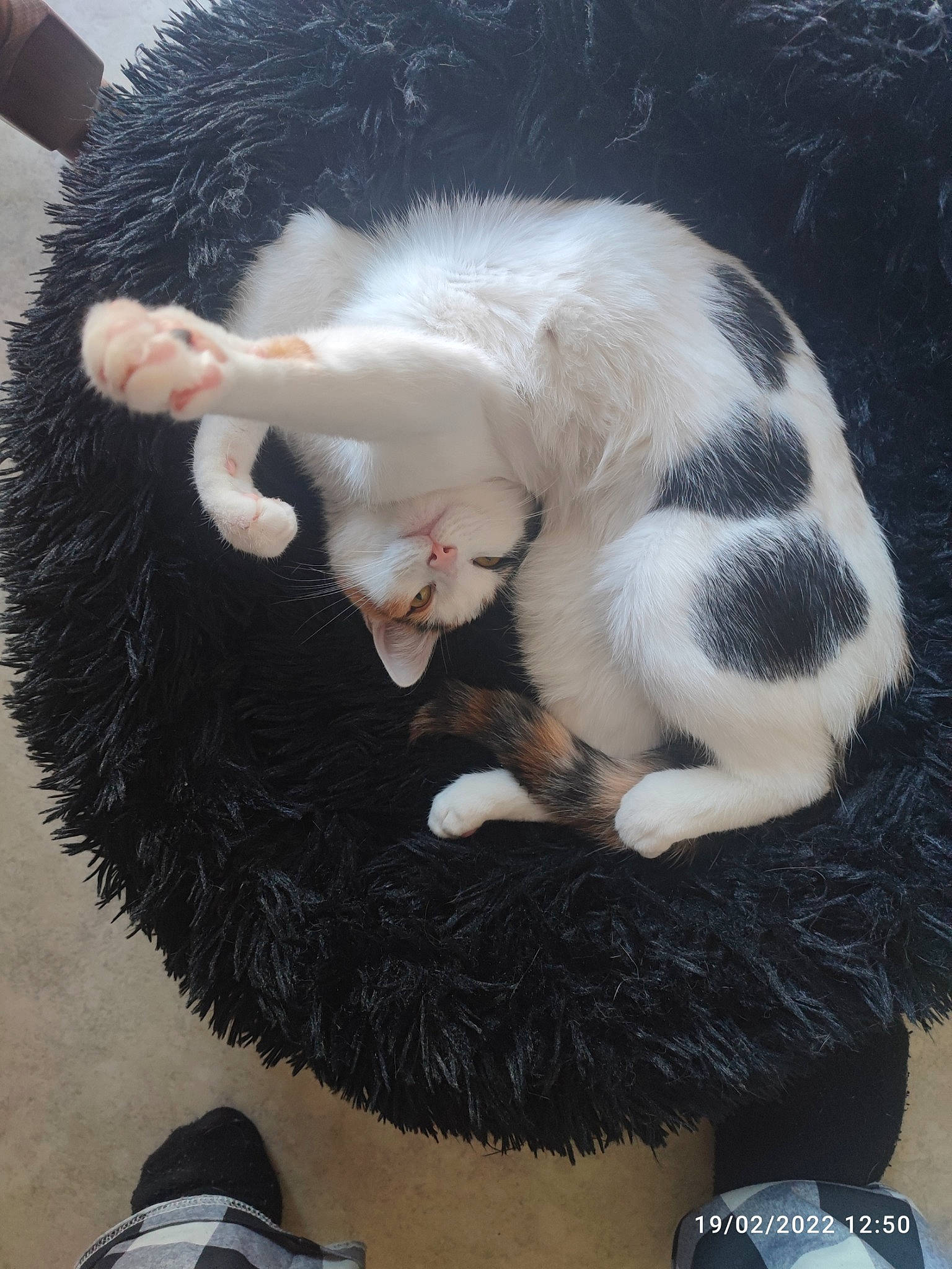 Mystik a rejoint le concours — aidez-le/la à gagner de superbes lots ! carnivore, cat, dog_breed, ear, fang, fawn, felidae, fur, gesture, mammal, paw, small_to_medium_sized_cats, snout, tail, textile, toy, vertebrate, walking_shoe, whiskers, white