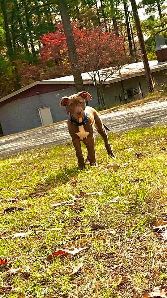 Tank joined the competition — help win amazing prizes! canidae, fawn, grass, plant, sporting_group, tree, vizsla