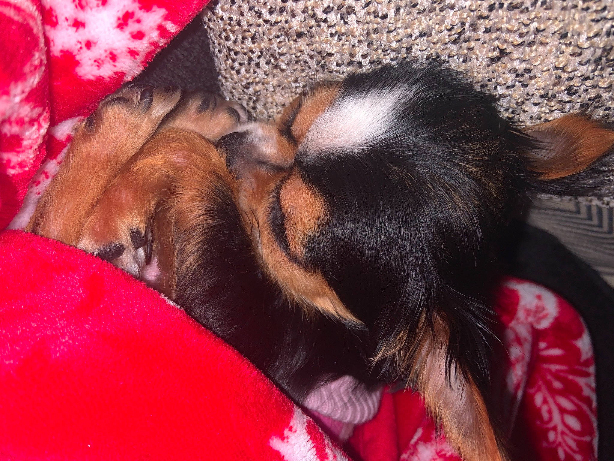 Stella joined the competition — help win amazing prizes! canidae, carnivore, comfort, companion_dog, dog, dog_breed, ear, fawn, fur, liver, magenta, mammal, paw, pink, snout, sporting_group, tail, vertebrate, whiskers, working_animal