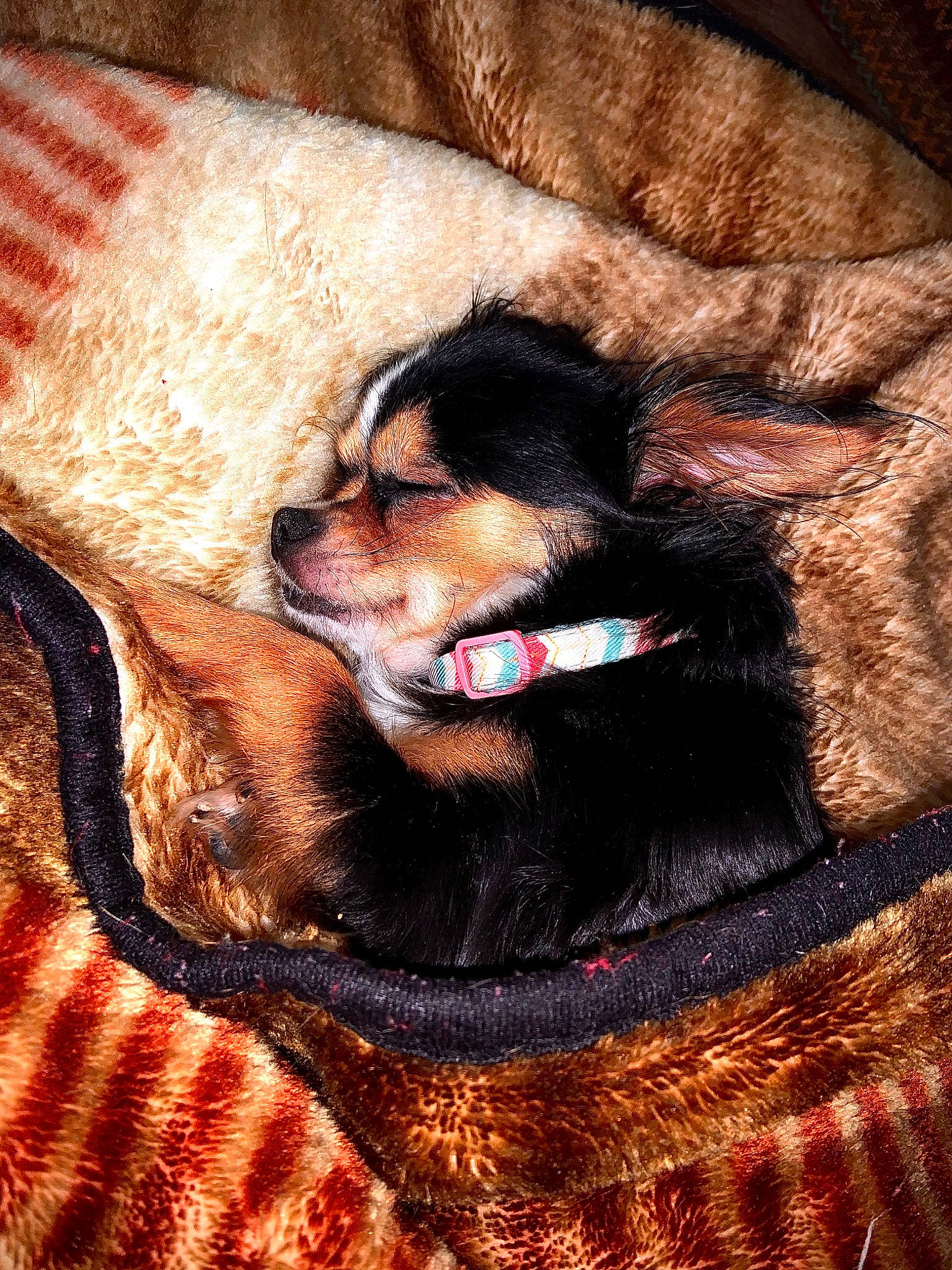 Stella joined the competition — help win amazing prizes! canidae, carnivore, dog, dog_breed, fur, miniature_pinscher, nose, puppy, snout, sporting_group