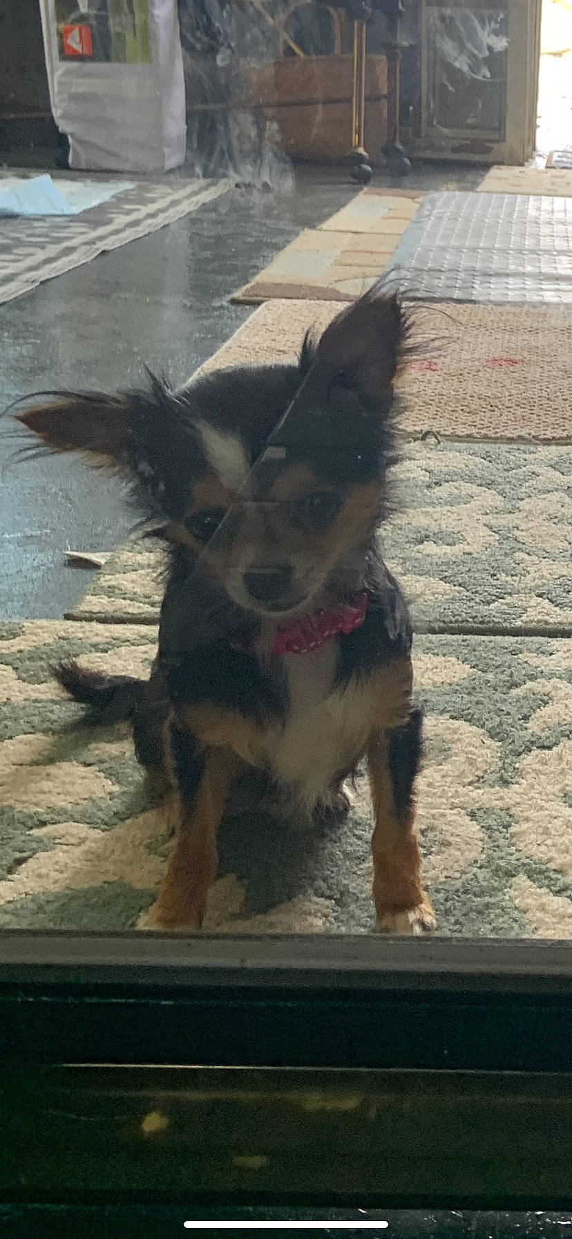 Stella joined the competition — help win amazing prizes! canidae, carnivore, collar, companion_dog, dog, dog_breed, dog_supply, fawn, flooring, fur, leash, pet_supply, road_surface, shadow, snout, sporting_group, tail, terrier, wood, working_animal