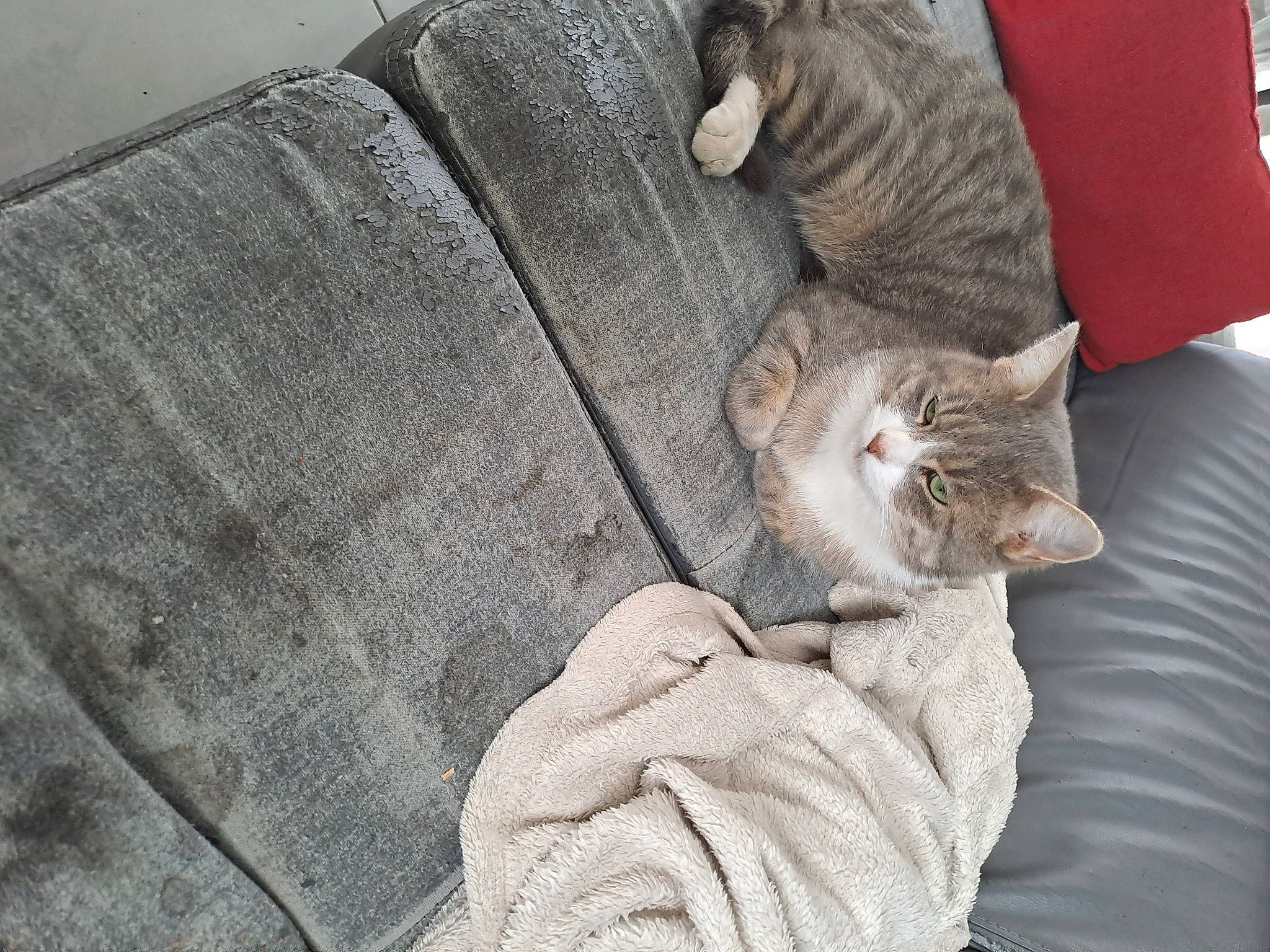 Smoky participe au concours pour gagner de l'argent avec cette photo : carnivore, cat, claw, comfort, domestic_short_haired_cat, eye, fawn, felidae, fur, grey, human_leg, paw, plant, sitting, small_to_medium_sized_cats, snout, tail, tree, whiskers, wood