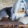 animal, canine, companion, dog, domestic_animal, fluffy, fur, gray, indoor, long_hair, old_english_sheepdog, pet, porch, relaxed, resting, stone_wall, table, white, window, wood