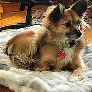 Keiki joined the competition — help win amazing prizes! dog, pet, blanket, fur, ears, collar, indoor, christmas_tree, ornaments, lights, chair, wooden_floor, relaxing, furniture, decoration, holiday, comfort, home, animal, cute