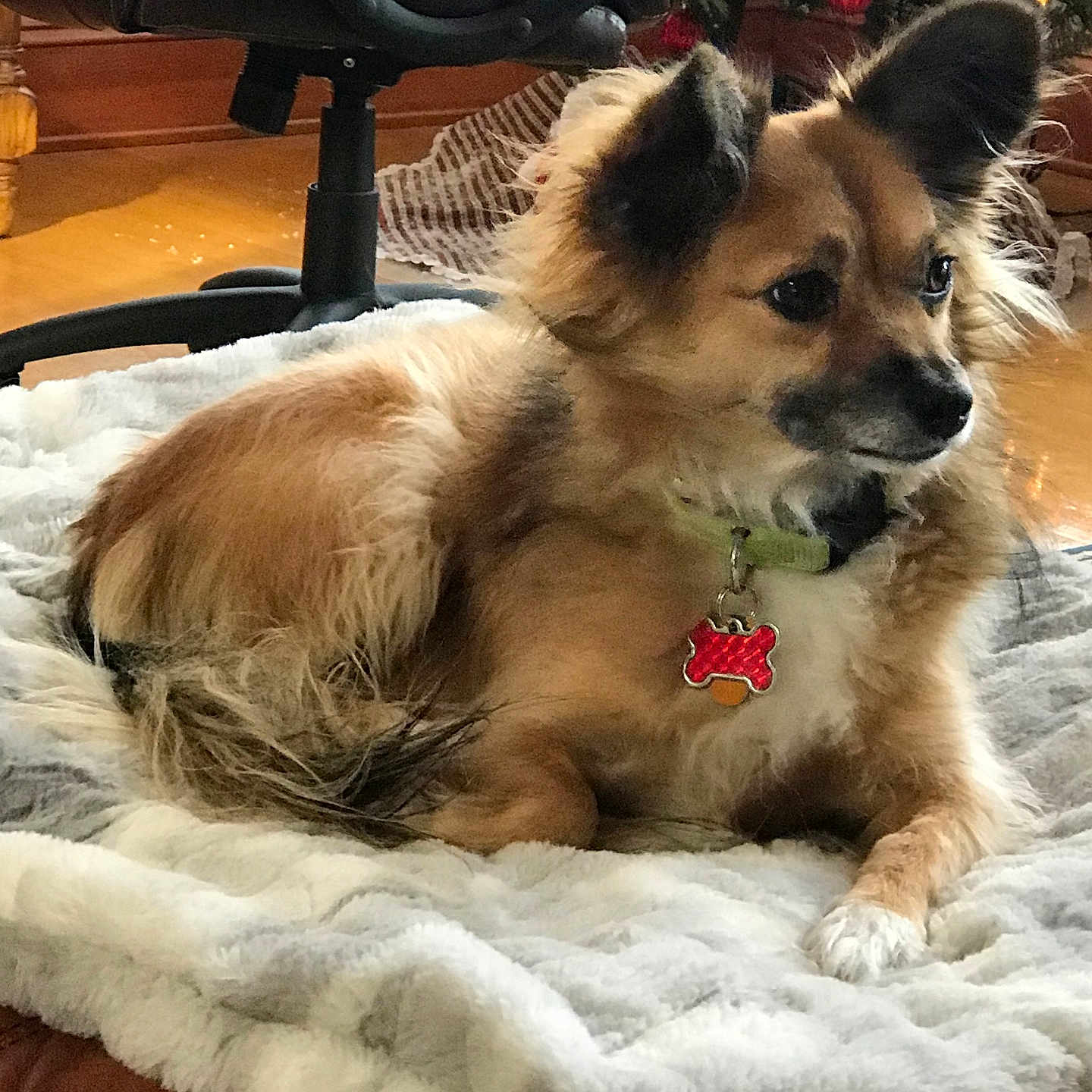 Keiki joined the competition — help win amazing prizes! animal, blanket, chair, christmas_tree, collar, comfort, cute, decoration, dog, ears, fur, furniture, holiday, home, indoor, lights, ornaments, pet, relaxing, wooden_floor