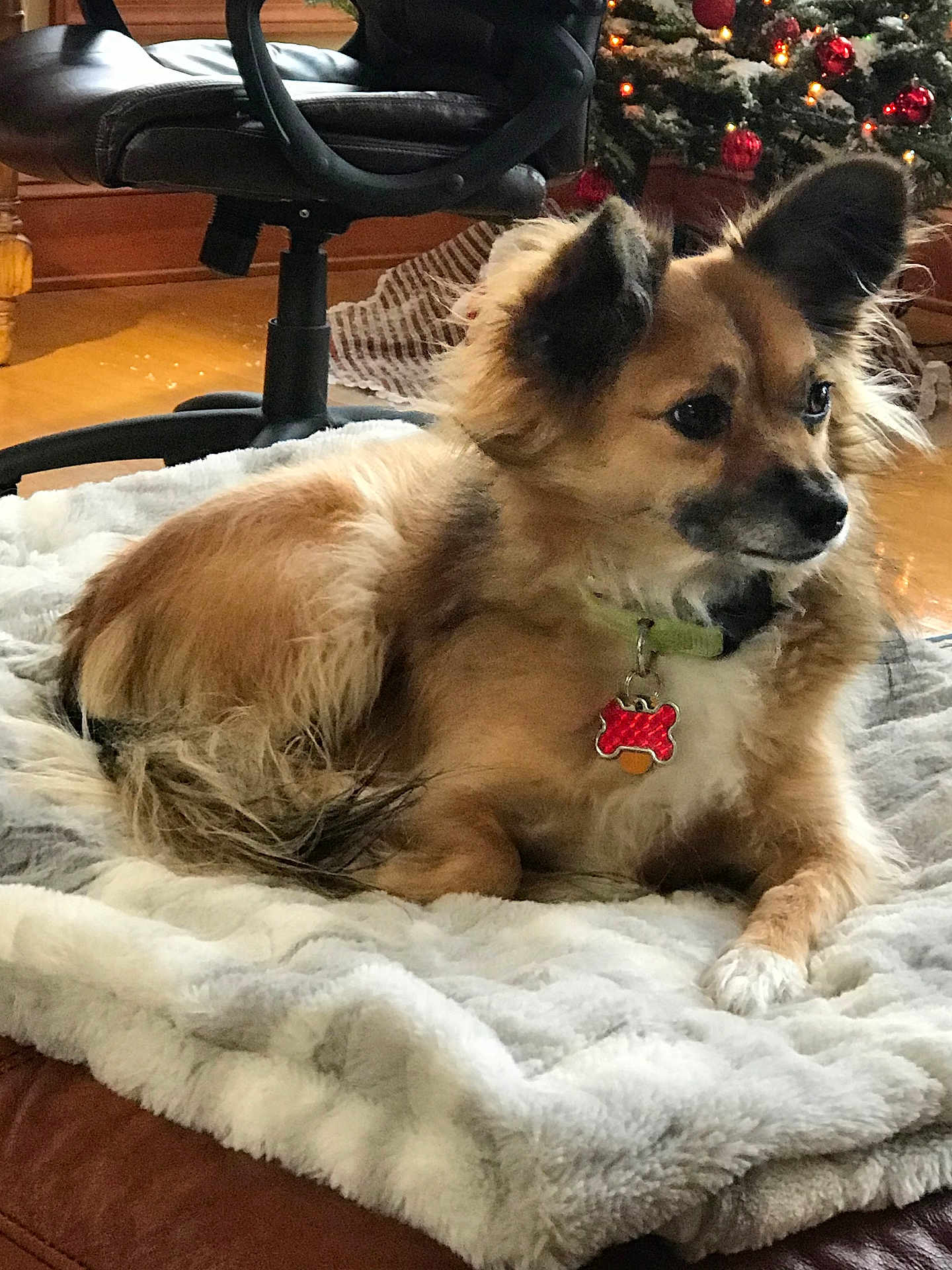 Keiki joined the competition — help win amazing prizes! dog, pet, blanket, fur, ears, collar, indoor, christmas_tree, ornaments, lights, chair, wooden_floor, relaxing, furniture, decoration, holiday, comfort, home, animal, cute