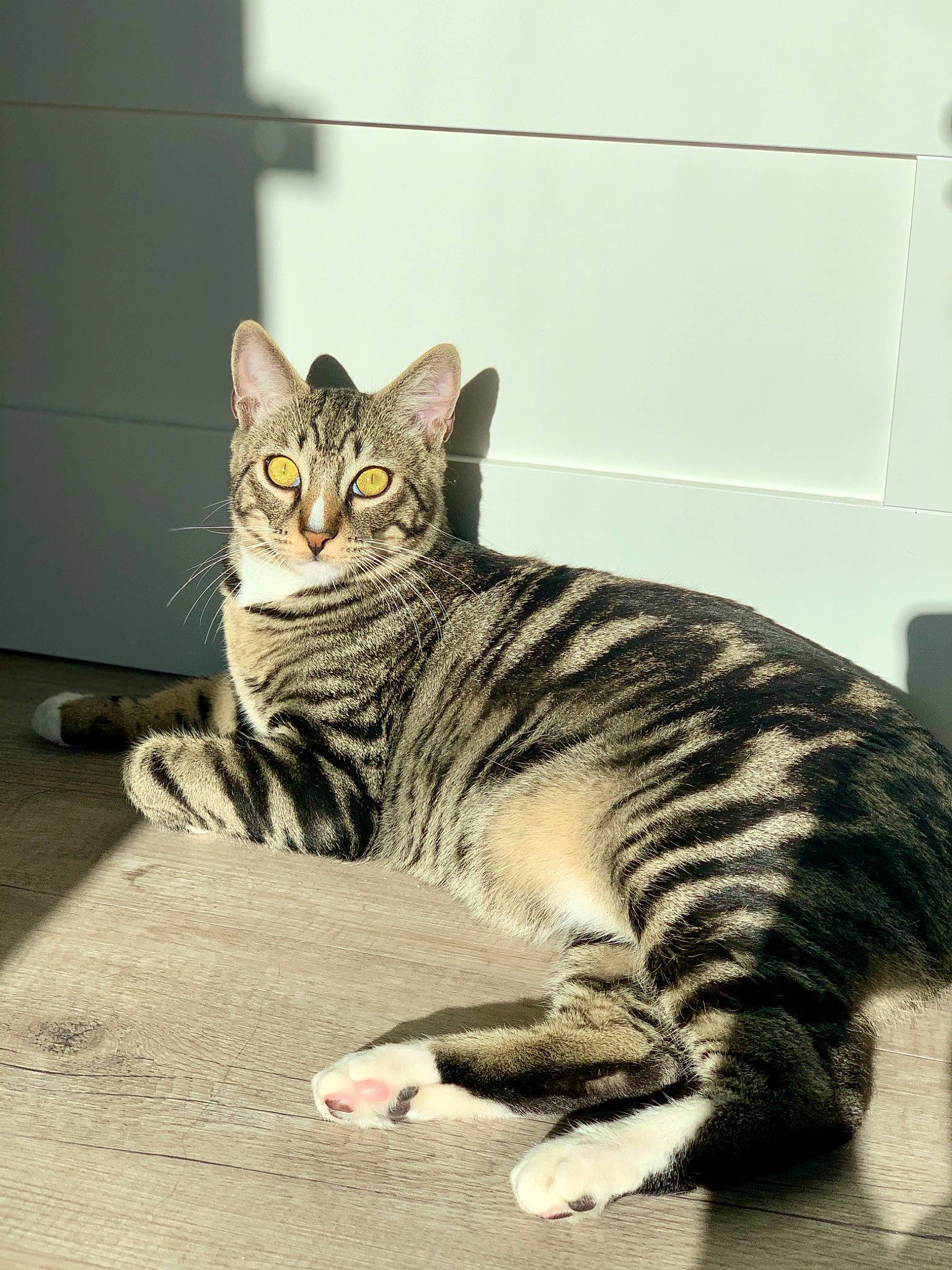 Ricky a rejoint le concours — aidez-le/la à gagner de superbes lots ! california_spangled, carnivore, cat, ceramic, domestic_short_haired_cat, european_shorthair, felidae, floor, flooring, fur, grey, small_to_medium_sized_cats, snout, tabby_cat, tail, tile, vertebrate, whiskers