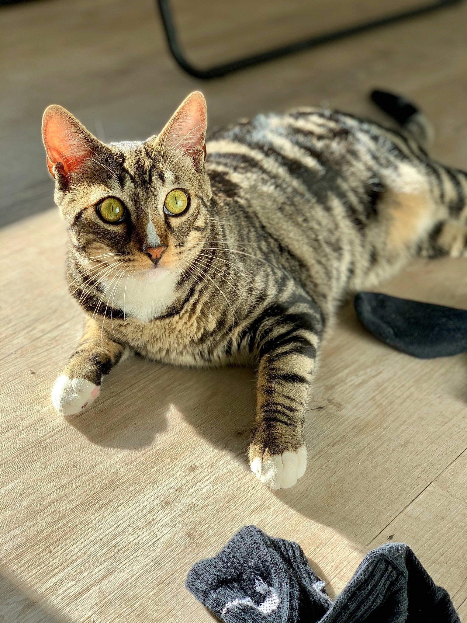 Ricky a rejoint le concours — aidez-le/la à gagner de superbes lots ! carnivore, cat, claw, domestic_short_haired_cat, felidae, flooring, fur, grey, metal, paw, sitting, small_to_medium_sized_cats, snout, tail, terrestrial_animal, whiskers, wood