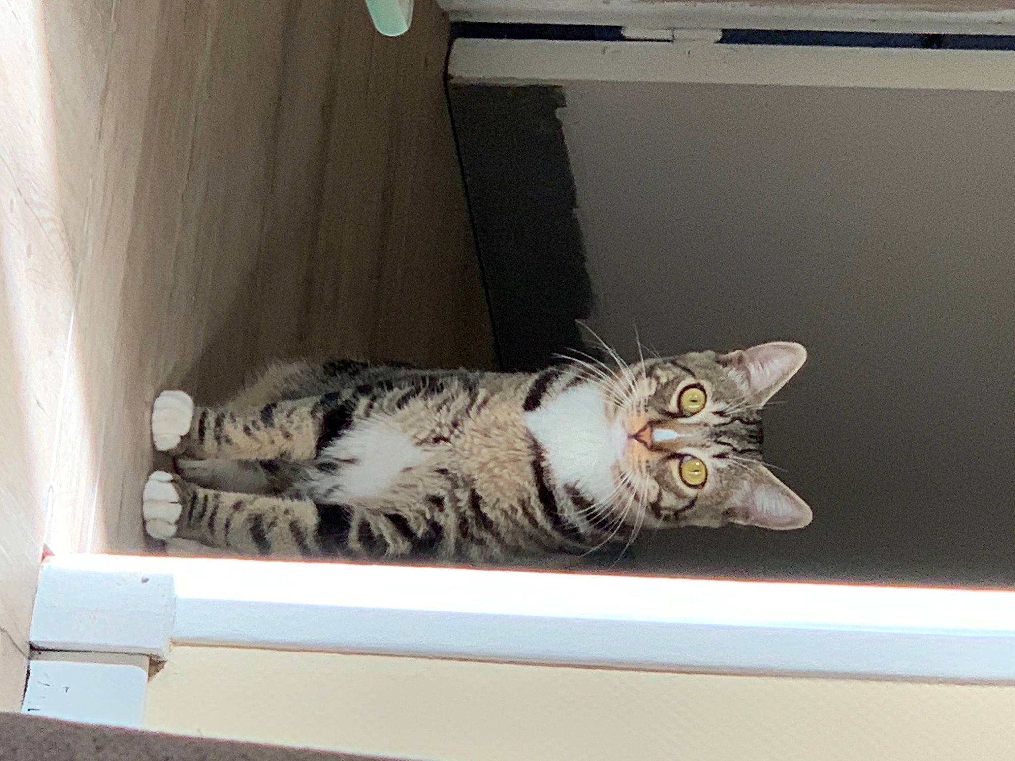 Ricky a rejoint le concours — aidez-le/la à gagner de superbes lots ! architecture, cat, electronic_device, felidae, floor, interior_design, kitten, lighting, mammal, organism, photograph, product, property, room, small_to_medium_sized_cats, textile, vertebrate, wall, whiskers, wood