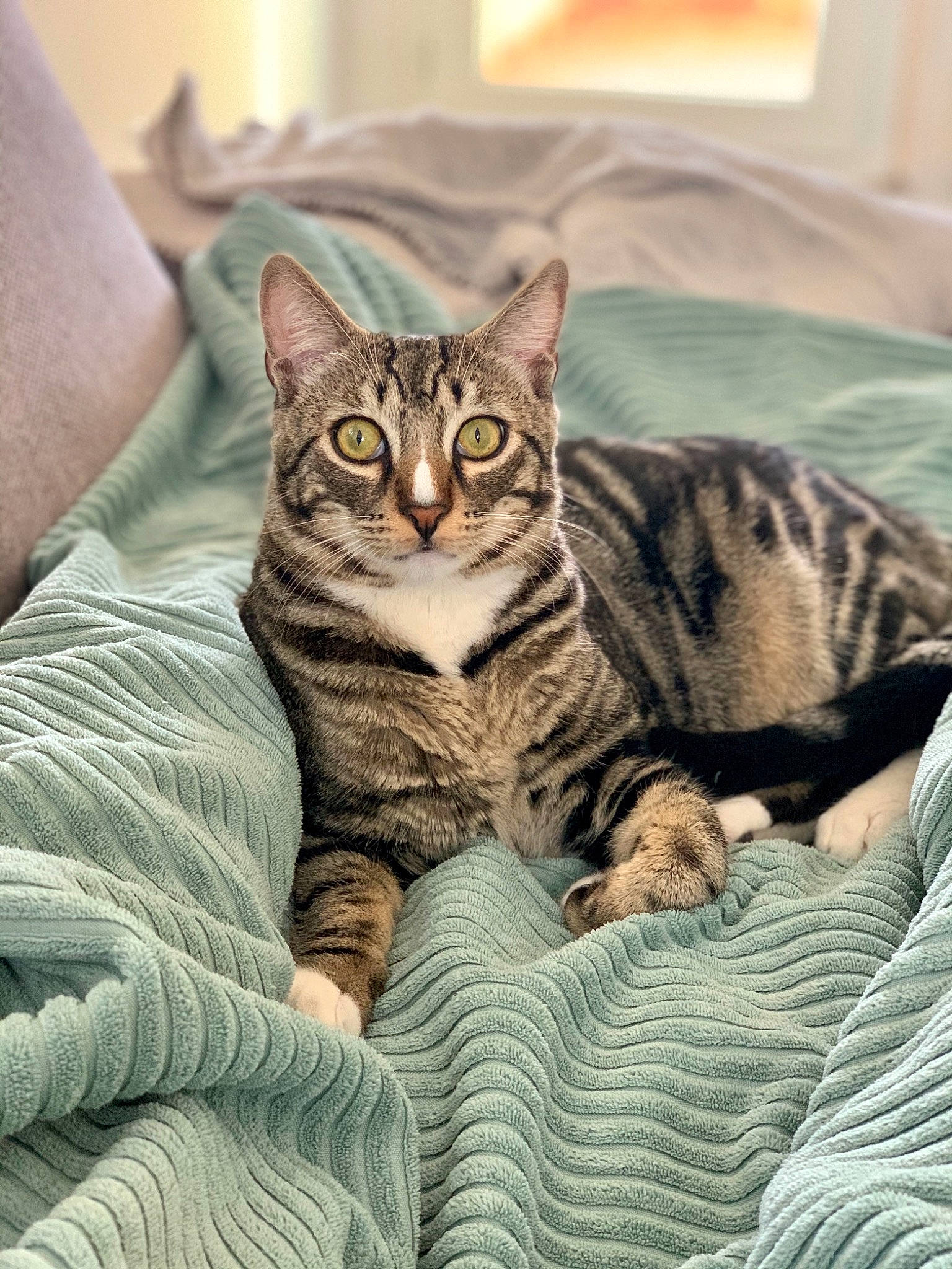 Ricky a rejoint le concours — aidez-le/la à gagner de superbes lots ! beauty, blue, carnivore, cat, comfort, eye, felidae, green, kitten, mammal, nature, organism, photograph, sitting, small_to_medium_sized_cats, snout, textile, vertebrate, whiskers, wildlife