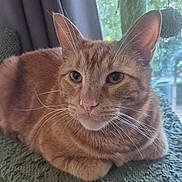 Thor participe au concours pour gagner de l'argent avec cette photo : cat, tabby, orange_cat, pet, indoor, cat_tree, window, curtains, relaxed, feline, whiskers, animal, domestic_cat, resting, fur, ears, eyes, portrait, daylight, home