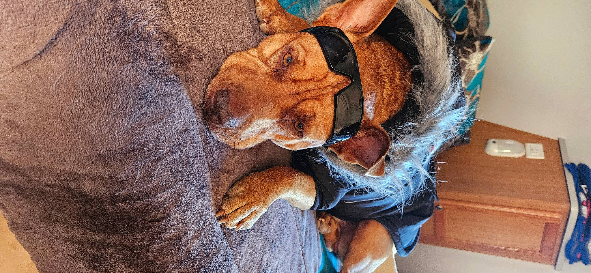 Leo is registered to the contest to win money with this photo: art, canidae, carnivore, companion_dog, dog, dog_breed, eyewear, fawn, fur, glasses, hat, jaw, liver, smile, snout, sporting_group, sunglasses, wood, working_animal, wrinkle