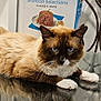 Davinchi is registered to the contest to win money with this photo: cat, siamese_cat, glass_table, reflection, feline, indoor, fur, blue_eyes, box, cat_food, fancy_feast, open_box, table, chair, pet, animal, whiskers, relaxed, domestic_cat, household