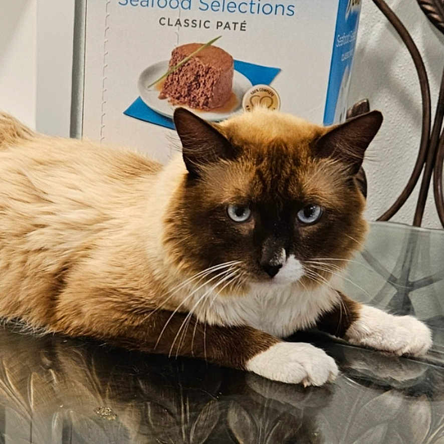 Davinchi is registered to the contest to win money with this photo: animal, blue_eyes, box, cat, cat_food, chair, domestic_cat, fancy_feast, feline, fur, glass_table, household, indoor, open_box, pet, reflection, relaxed, siamese_cat, table, whiskers