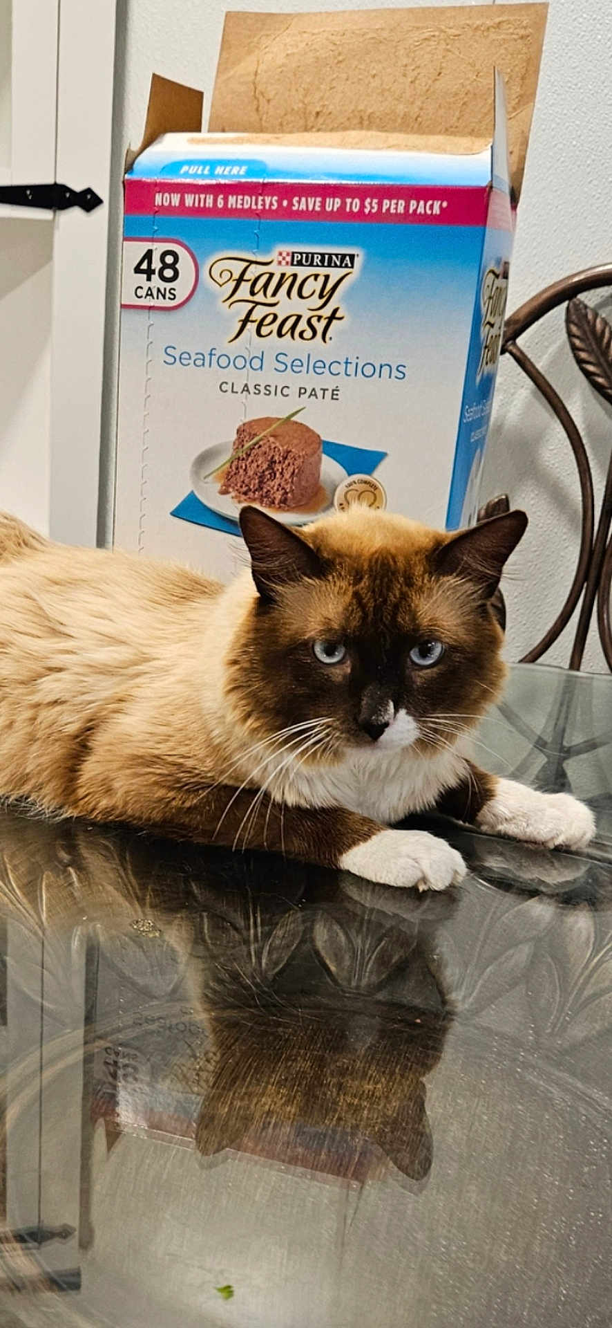 Davinchi is registered to the contest to win money with this photo: cat, siamese_cat, glass_table, reflection, feline, indoor, fur, blue_eyes, box, cat_food, fancy_feast, open_box, table, chair, pet, animal, whiskers, relaxed, domestic_cat, household