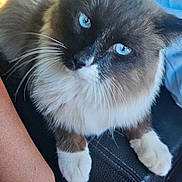 Davinchi is registered to the contest to win money with this photo: cat, blue_eyes, fluffy_fur, car_interior, armrest, human_arm, sitting, pet, close_up, whiskers, relaxed, domestic_cat, feline, indoor, animal, fur_pattern, paws, looking_up, natural_light, seat