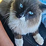 cat, blue_eyes, fluffy_fur, car_interior, armrest, human_arm, sitting, pet, close_up, whiskers, relaxed, domestic_cat, feline, indoor, animal, fur_pattern, paws, looking_up, natural_light, seat